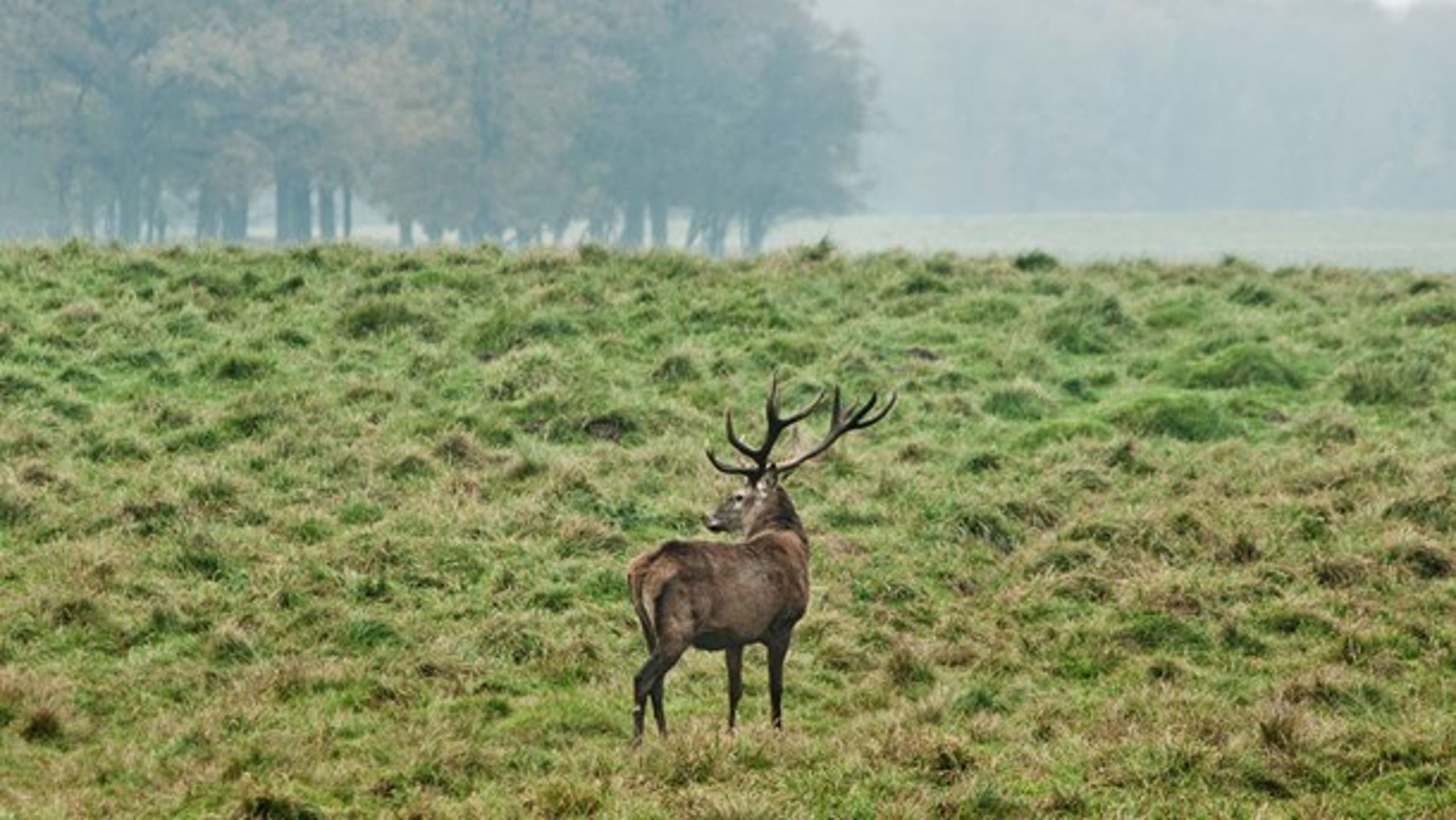 Jægersborg Dyrehave i Nordsjælland (Arkivfoto).