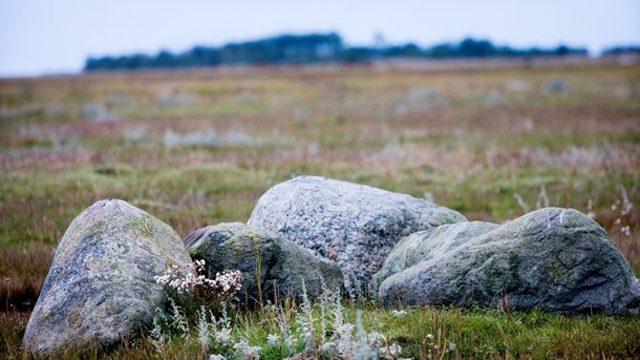 Naturbeskyttelsens deroute begyndte med kommunalreformen i 2007, skriver Jens Morten Hansen (V).