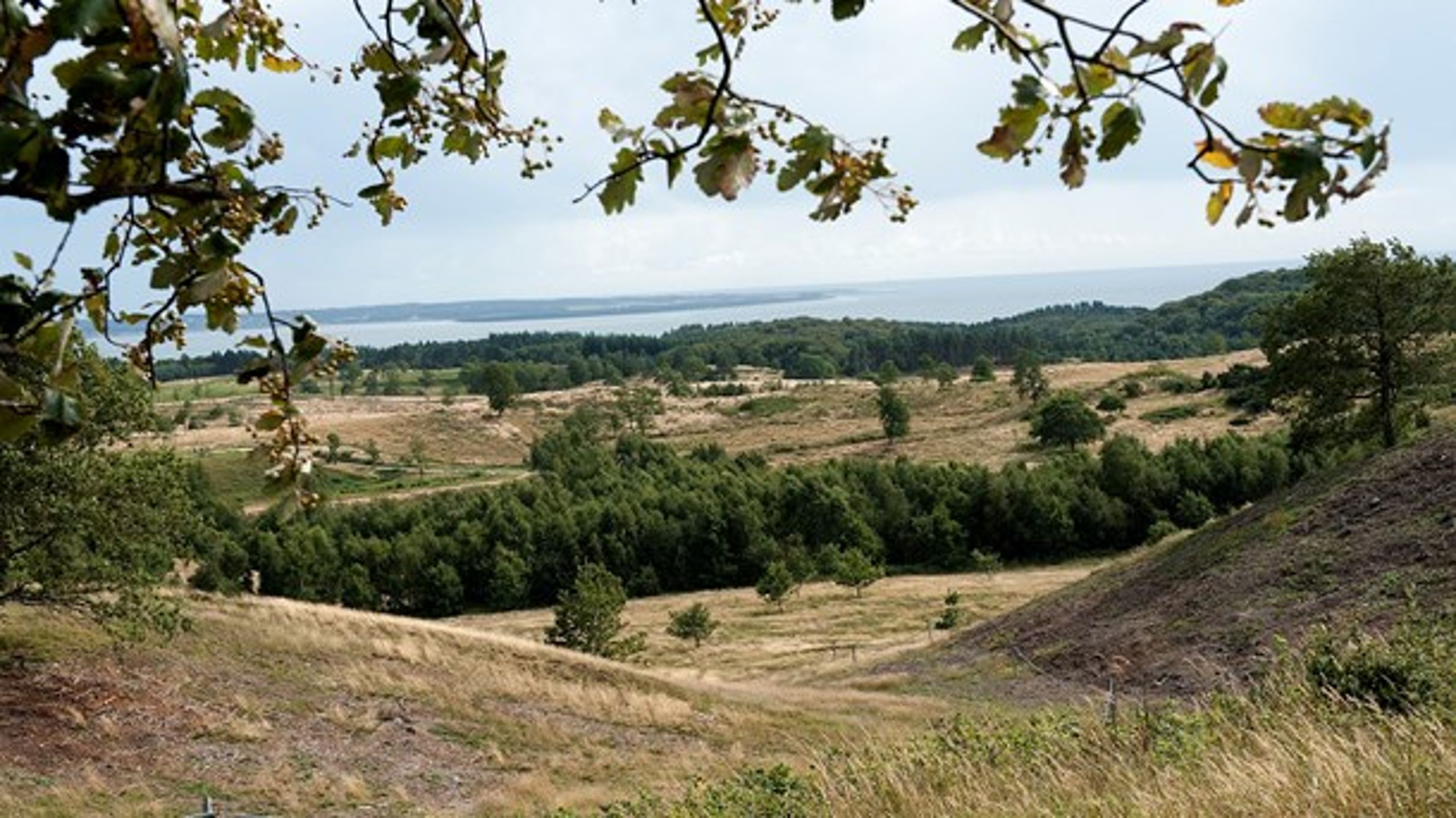 Villum Fonden uddeler 410 millioner&nbsp;til forskning i blandt andet&nbsp;biodiversitet.&nbsp;