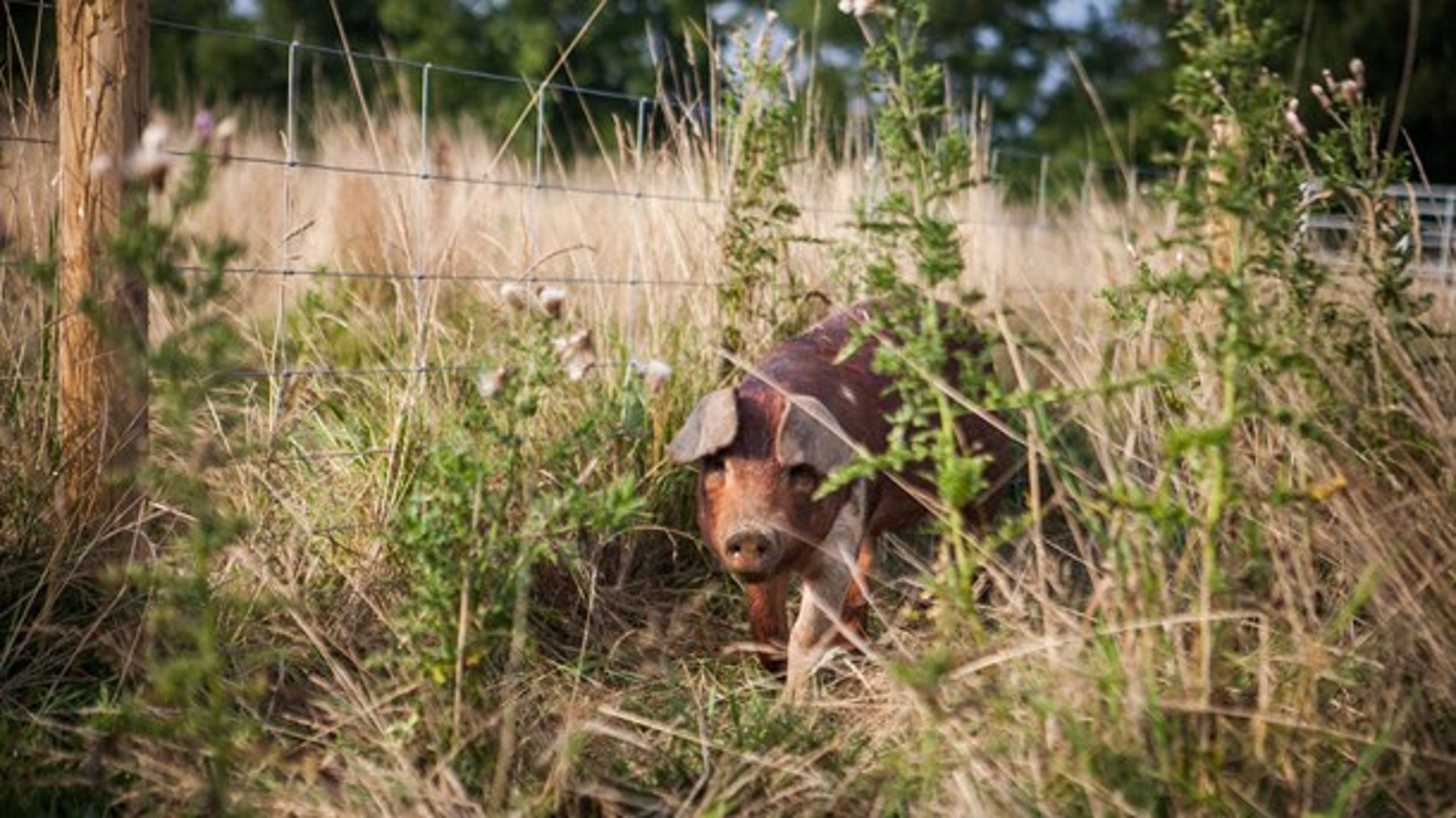 Landbrug &amp; Fødevarer støtter op om regeringens mål om en fordobling af økologi. "Målene er ambitiøse, men bestemt ikke uden for rækkevidde," skriver økologichef Kirsten Lund Jensen.