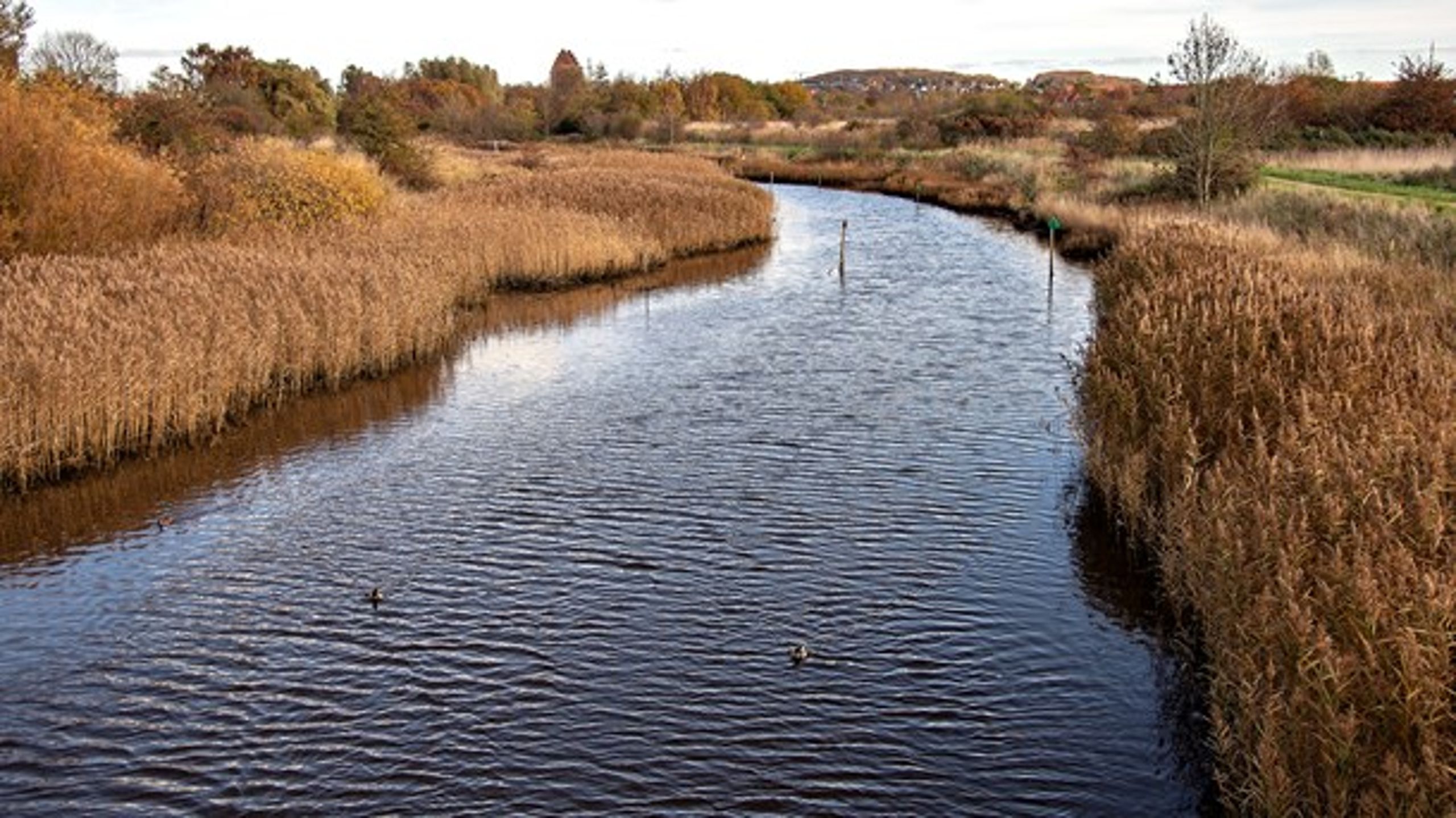 Når det regner meget, er der&nbsp;4500 overløb med urenset spildevand rundt om i Danmark.