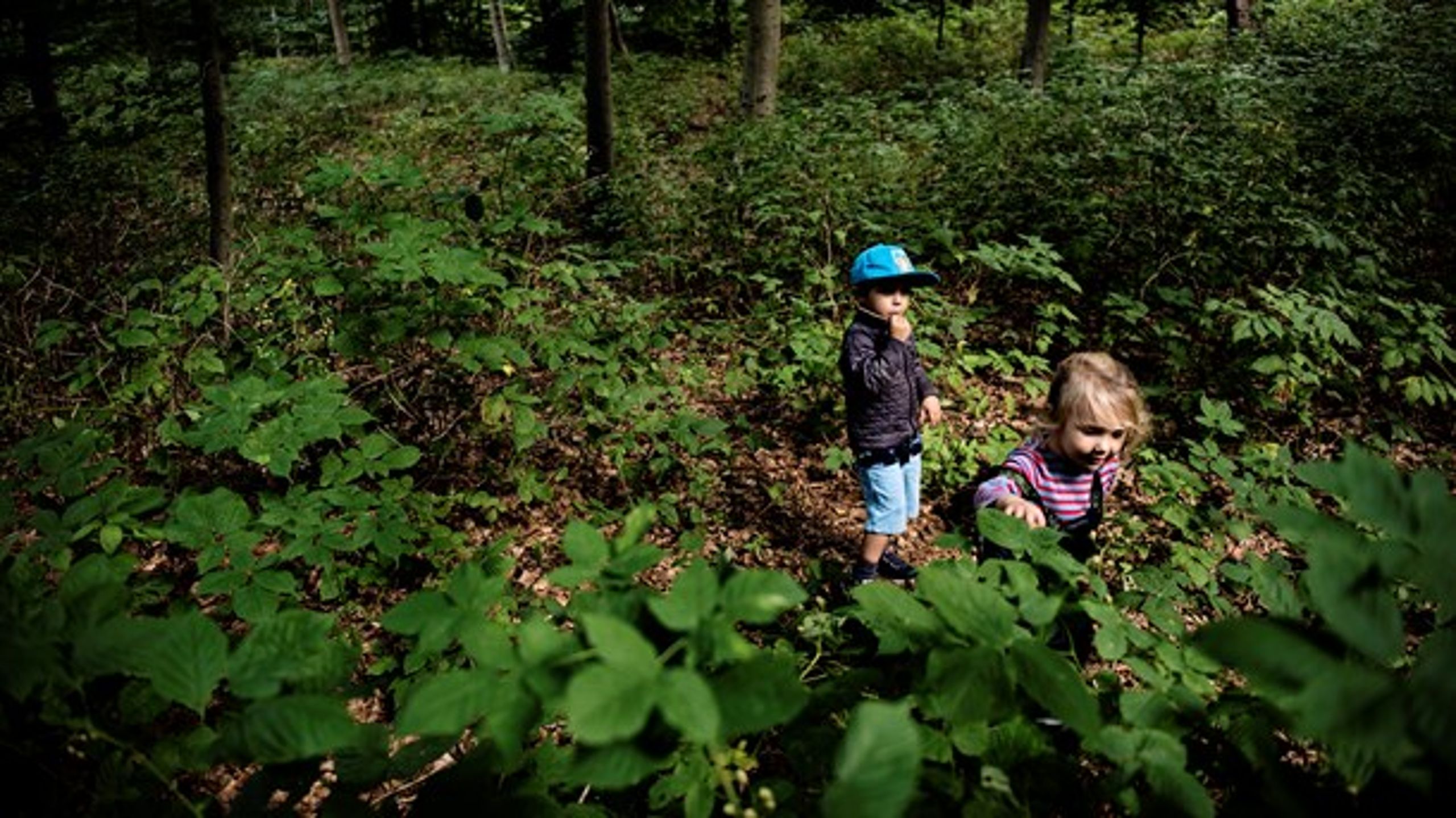 I over halvdelen af landets kommuners daginstitutioner er pædagogandelen blandt personalet under 60 procent, mener&nbsp;børne- og undervisningsordfører&nbsp;Anne Sophie Callesen (R) (Foto: Thomas Lekfeldt/Ritzau Scanpix).