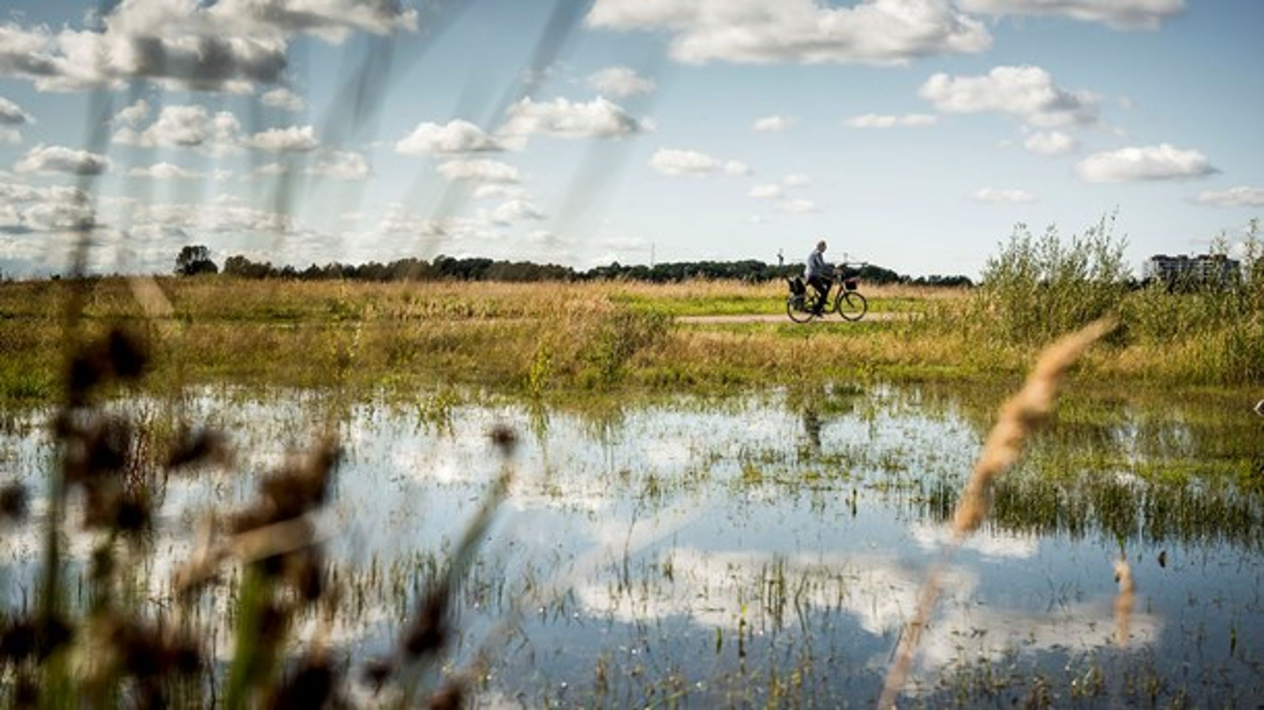 I øjeblikket bebygger vi stadigt flere af de få bynære naturområder, der er vigtige både for biodiversiteten og for vores trivsel. Eksempelvis Amager Fælled, skriver Noah.