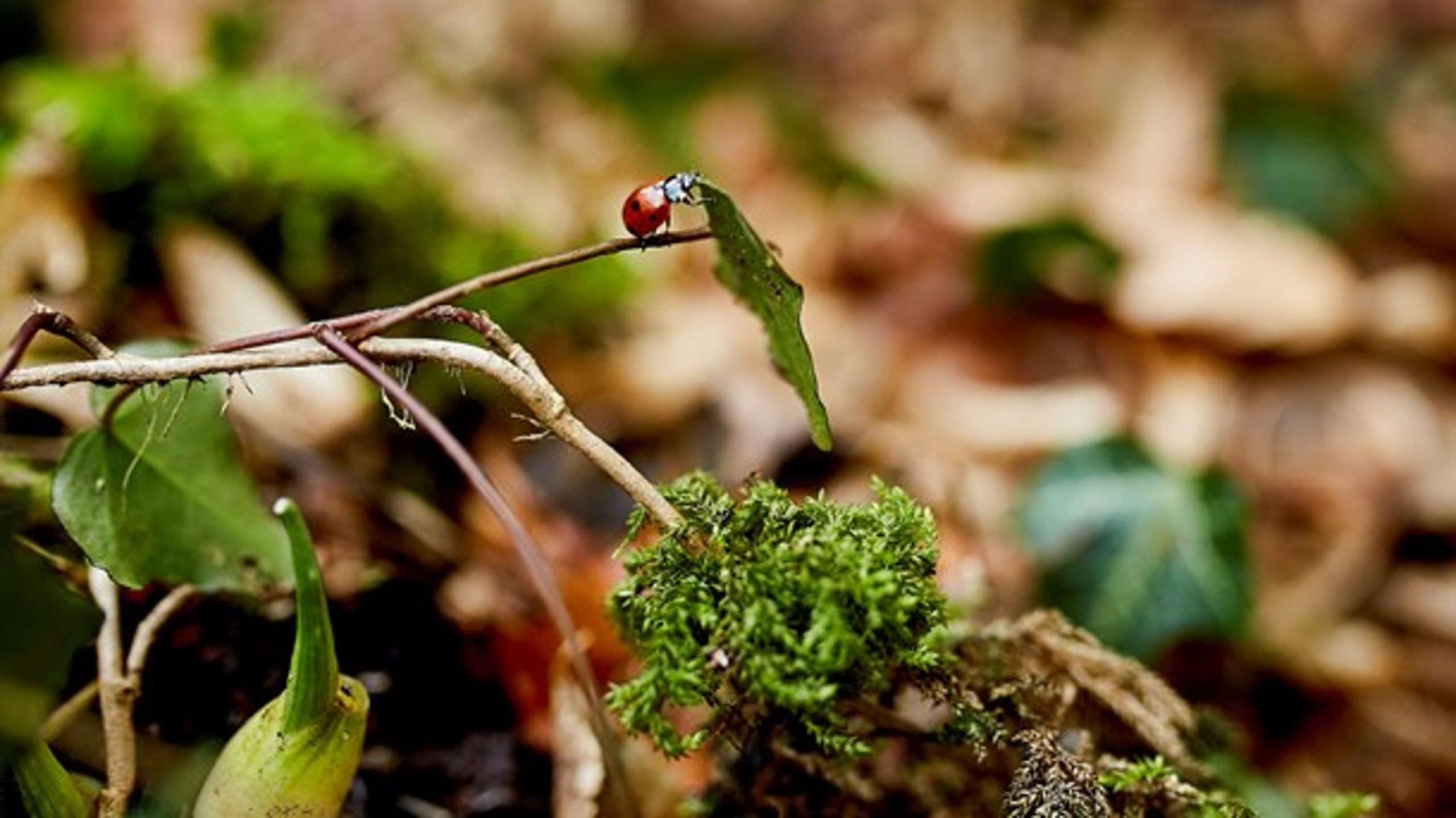 Debatten må også føres på et kvalificeret&nbsp;forskningsbaseret grundlag, skriver Anders Morten Christoffersen og&nbsp;Claus Ekman.