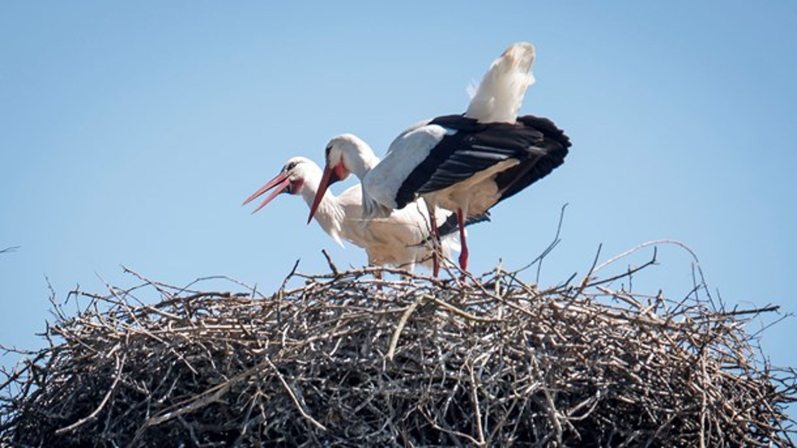 De færreste tænker over, at der engang fløj markperlemorsommerfugl, engblåfugl og månetobister rundt, og at deres forsvinden til dels er årsag til, at netop storken og kirkeuglen er forsvundet, skriver Vicky Knudsen.