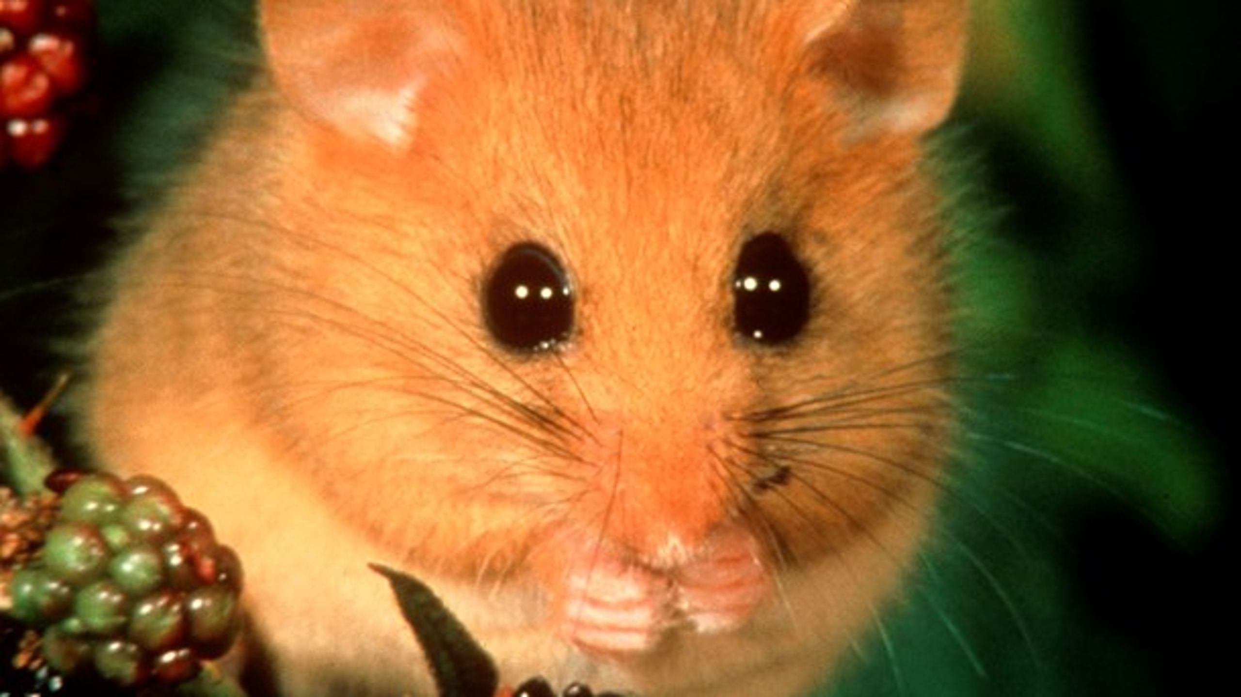 Hasselmusen er et af de pattedyr i den danske natur, som er truet af udryddelse. Ny tænketank vil oplyse om effekten af tiltag for bedre biodiversitet.