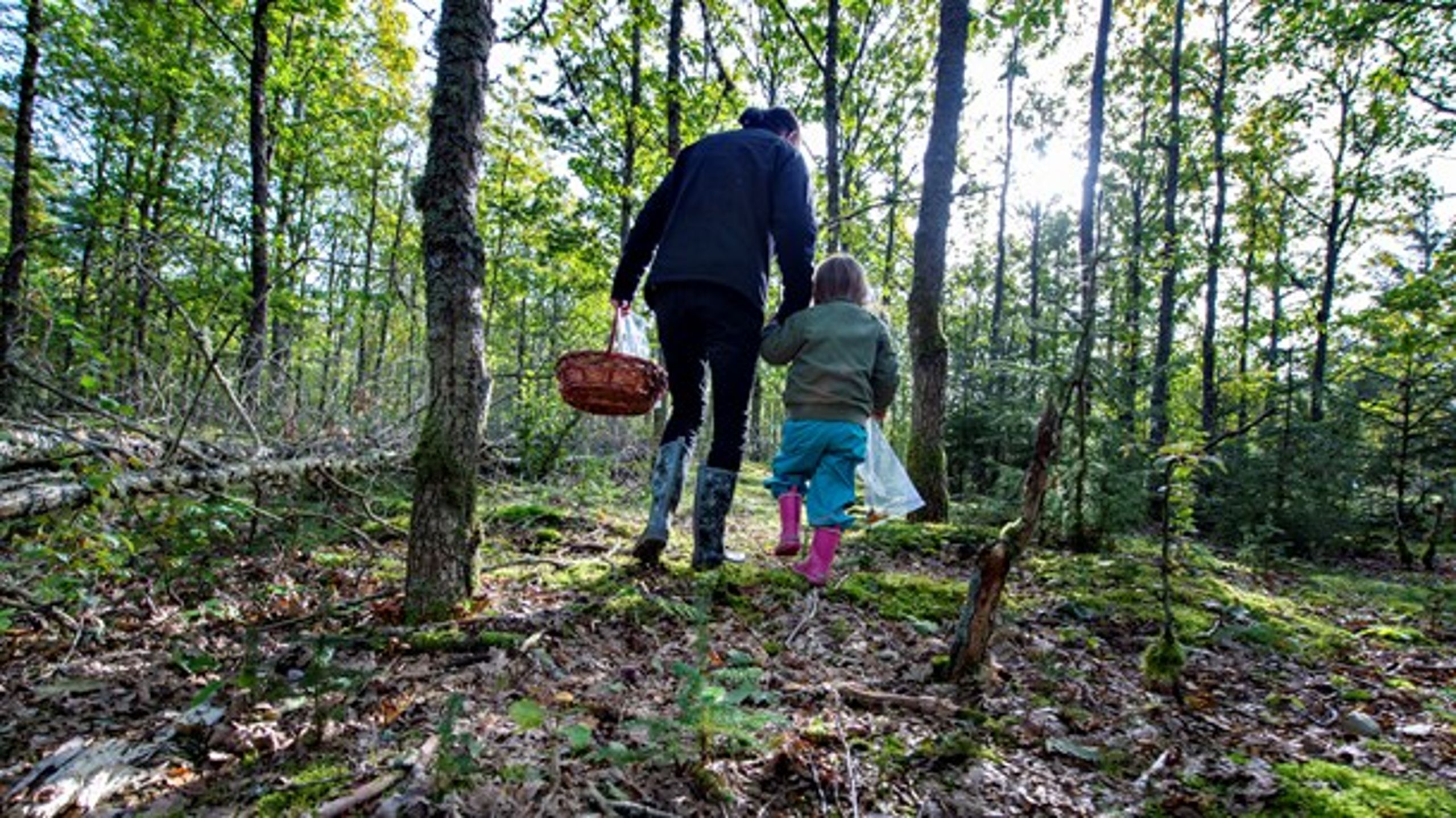 Forskere fremhæver urørt skov som løsningen og caster produktionsskoven med afbrænding af træ til energi til rollen som skurk, skriver chefer i&nbsp;Hededanmark.