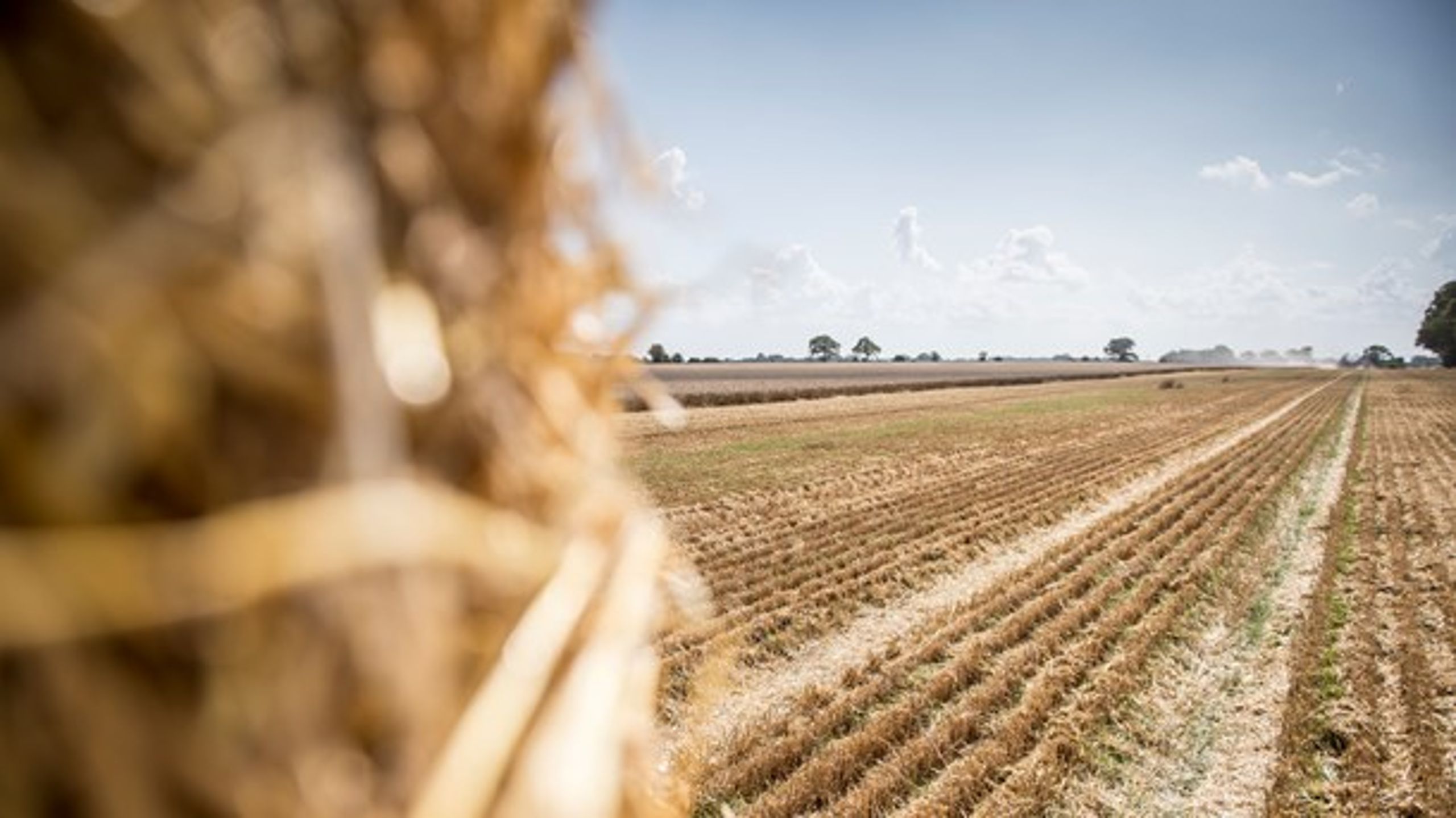 Med den retning, udviklingen tager, risikerer vi, at forstærke de kræfter, der har skabt den ubæredygtige produktion, vi ser i dag, skriver repræsentanter fra miljøorganisationen Noah.&nbsp;