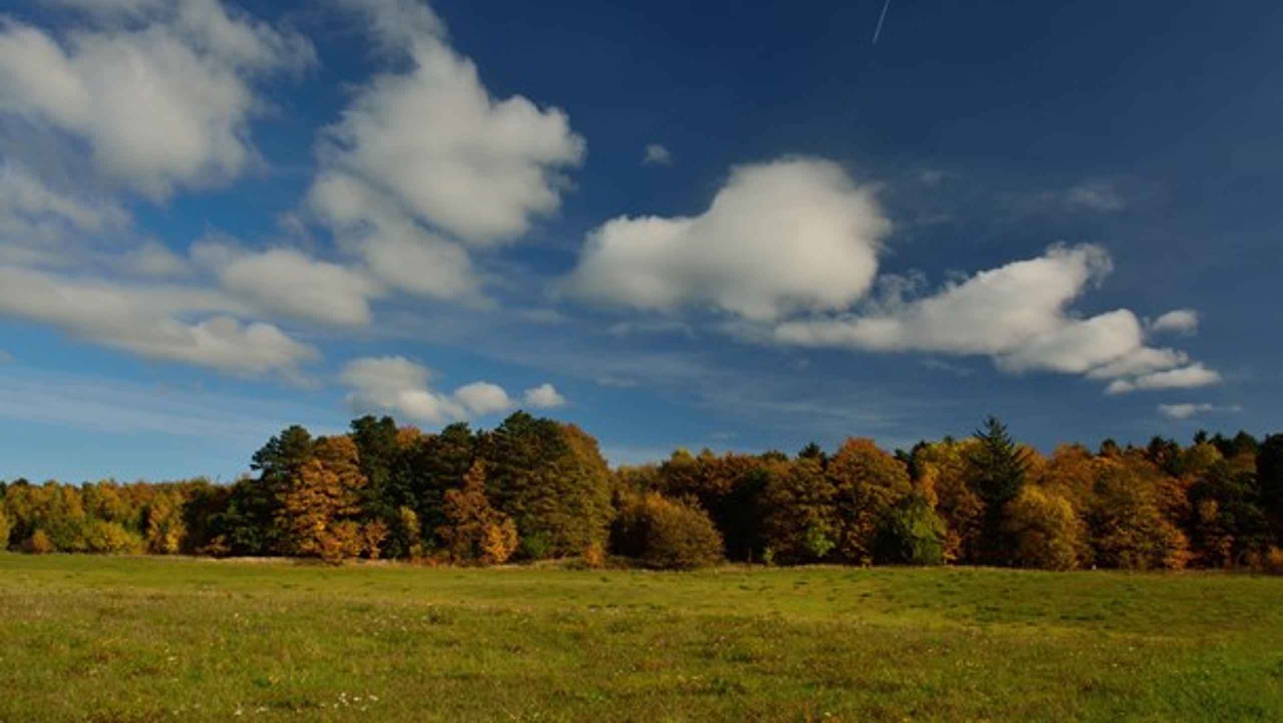 En stribe forskere kommer med et fagligt input til, hvordan den fortsatte tilbagegang af naturen kan vendes.