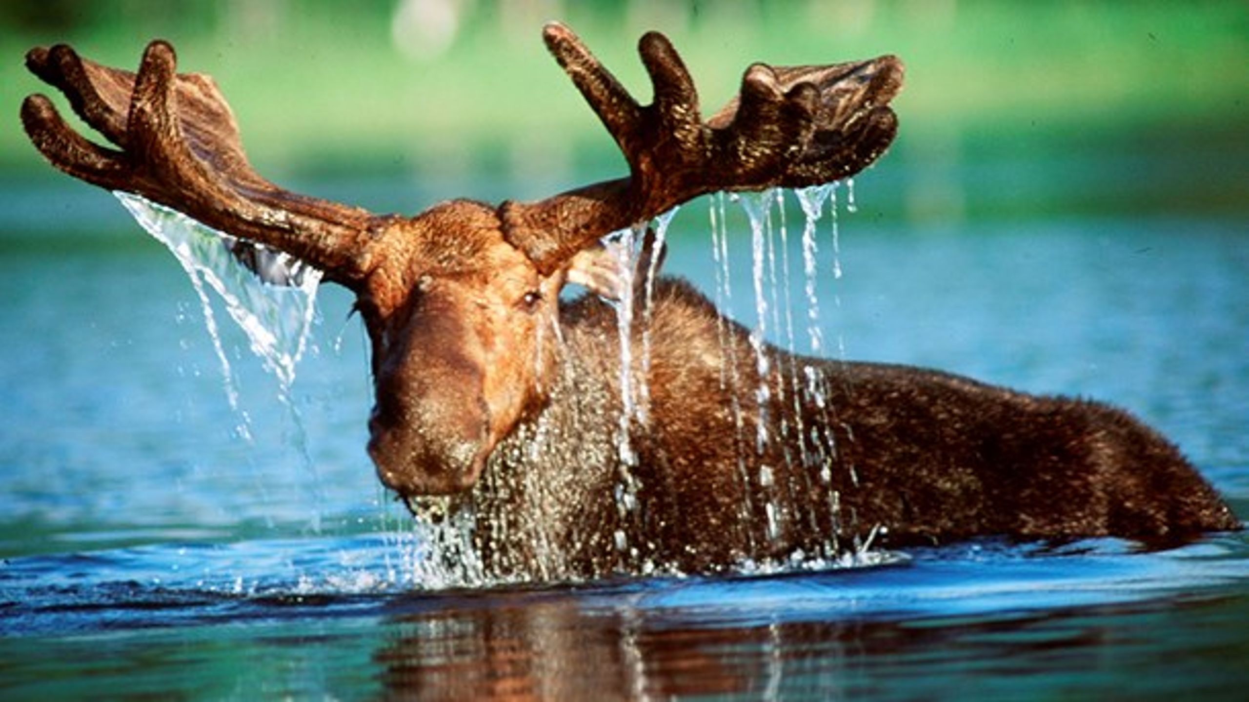Elge kan medvirke til at holde moser, enge og vandhuller lysåbne, skriver Kenneth Buk.