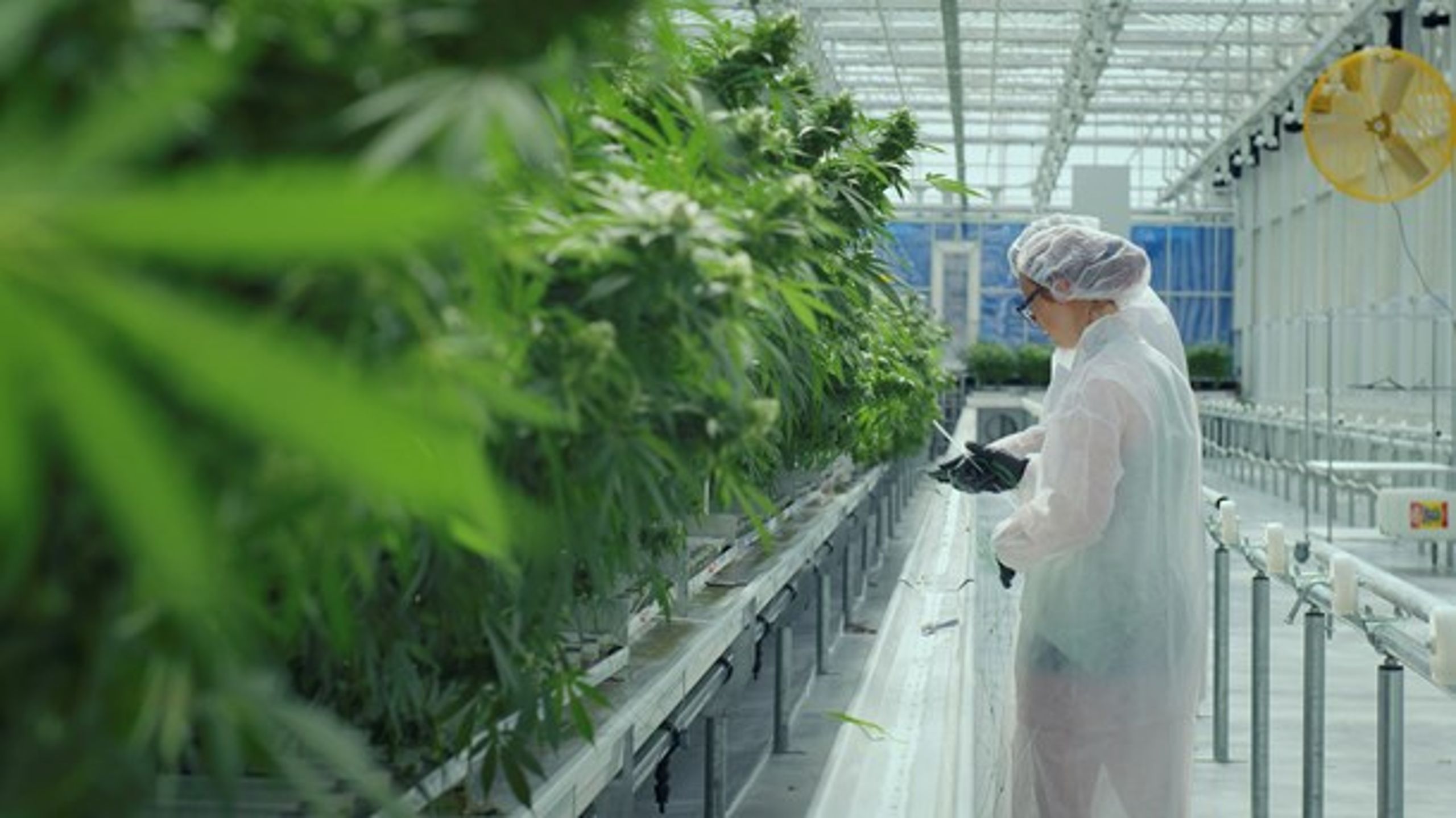 Hvis flere læger skal føle sig trygge ved at behandle patienter med medicinsk cannabis, skal der ske en større vidensdeling på området, skriver Peter Leutscher.