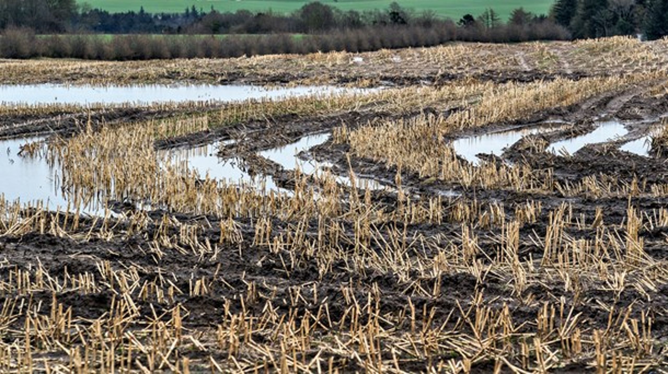 Ledelsen på Aarhus Universitet foreslår på politiserende vis, at landbrugsarealet skal reduceres med godt 500.000 hektar inden 2030, skriver Bæredygtigt Landbrug.&nbsp;