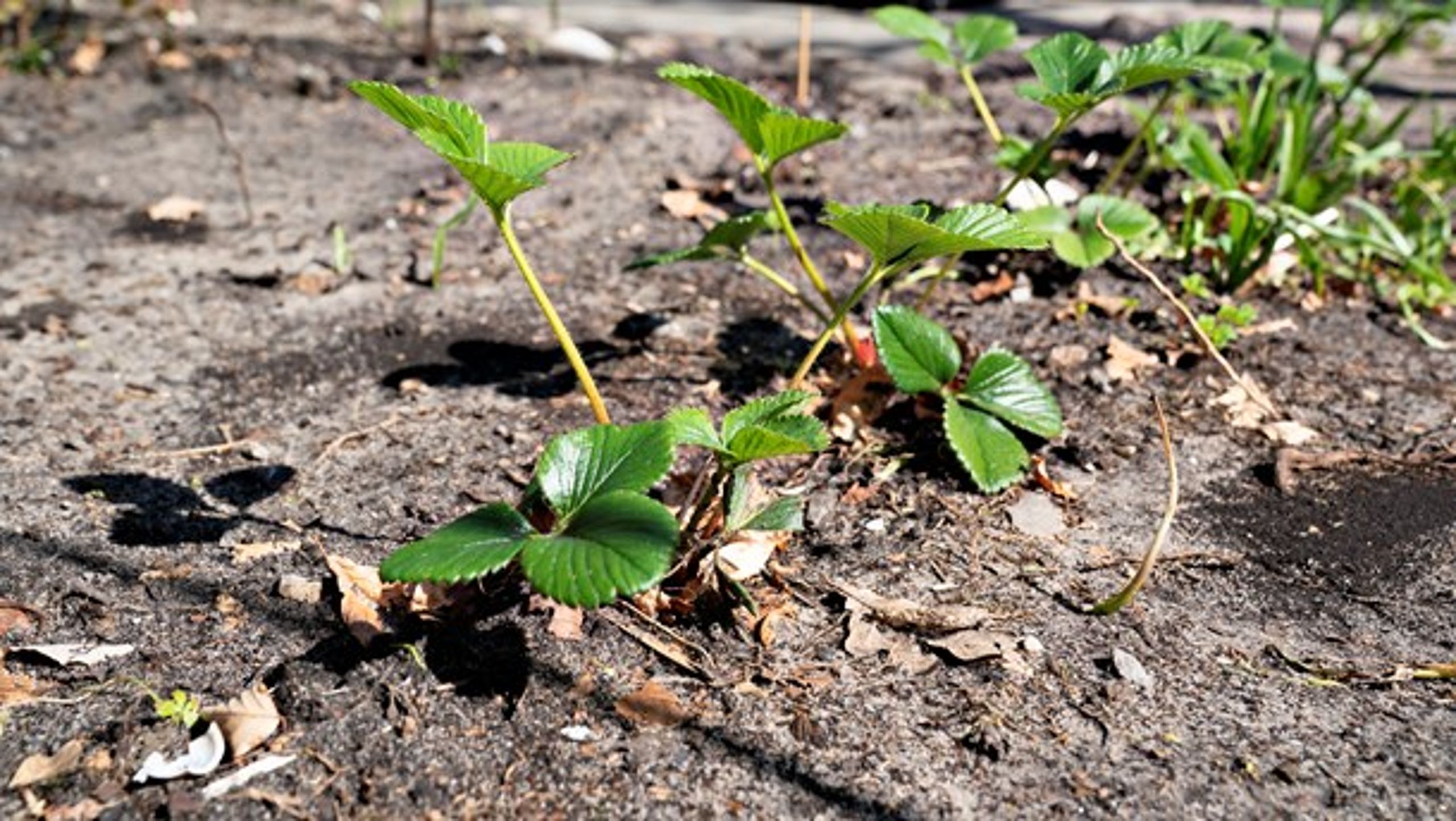 Med Conservation Agriculture behøver landmanden ikke længere bruge ploven og harven til at rode i jorden. "Vi kan overlade hele den del til planternes rødder og livet i jorden," skriver Henrik Terp.&nbsp;<br>