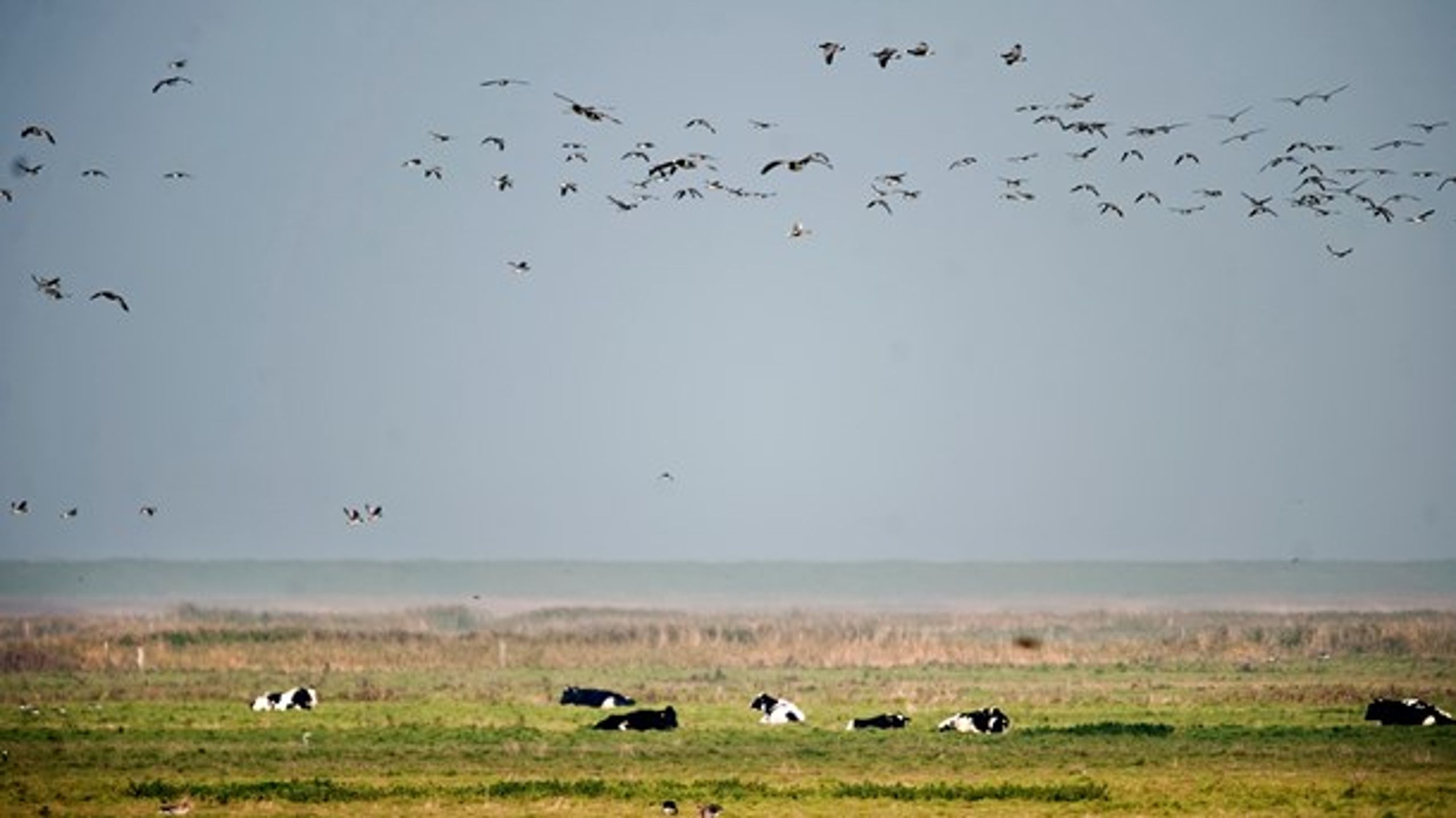 Naturpark Vadehavet er en af landets naturnationalparker.