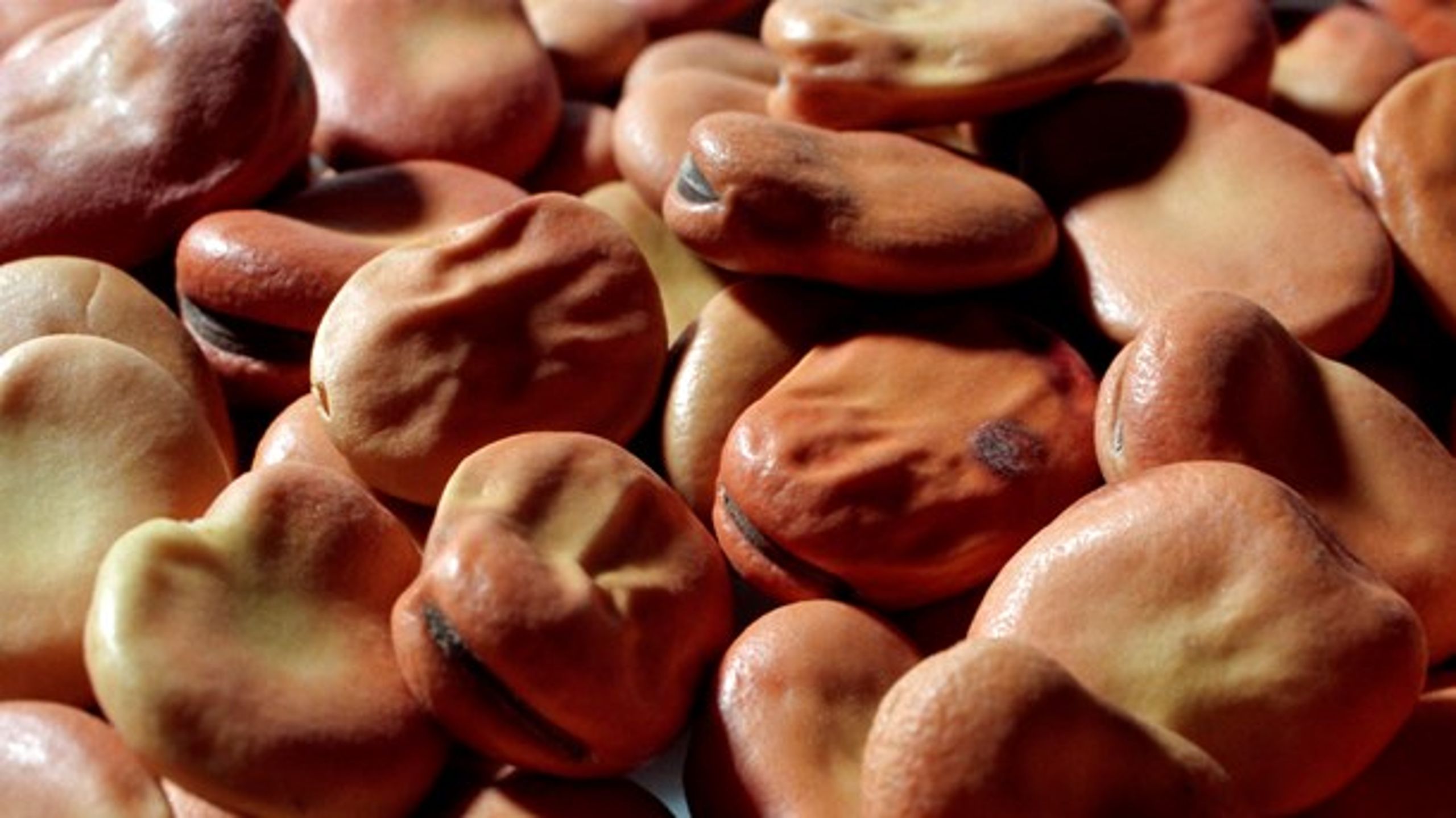 <div>Sidste år blev der blandt andet givet støtte til et projekt, der ville arbejde på at gøre lupiner og hestebønner til et ernæringsrigtigt alternativ til kød.</div>