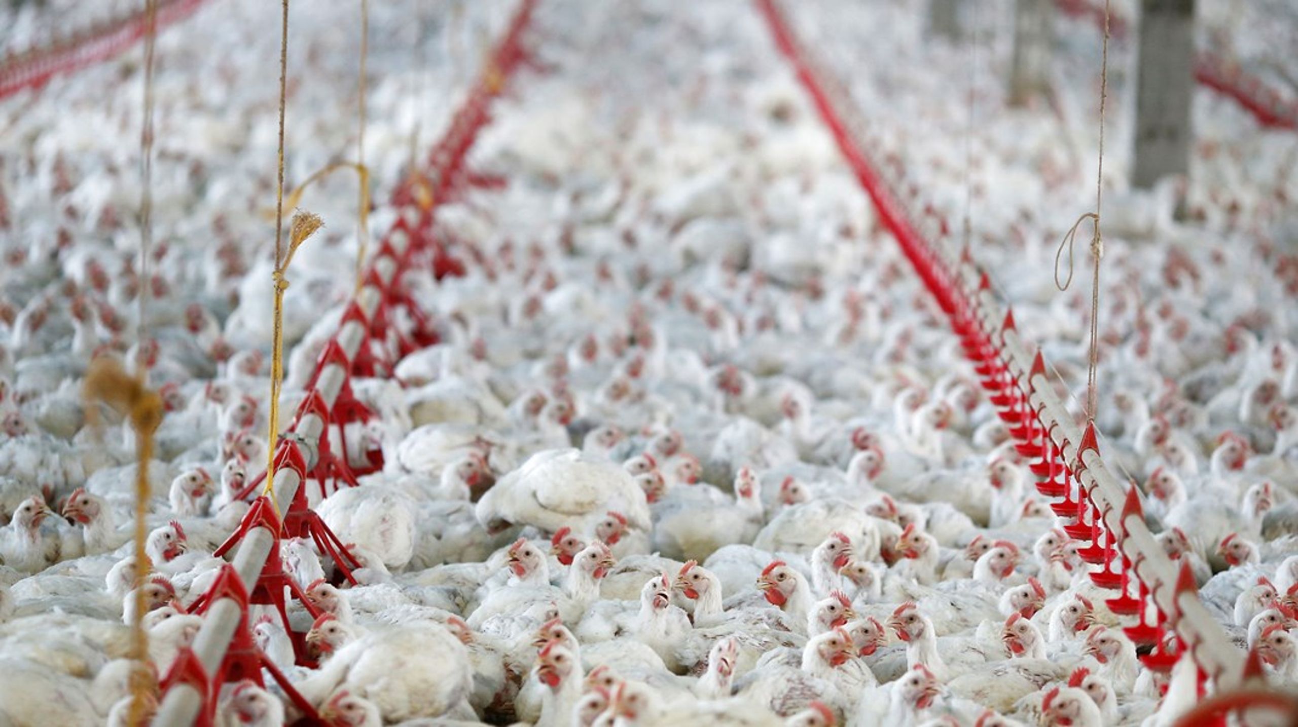 Dyrenes forhold i fødevareproduktionen er ikke omfattet af Verdensmålene. Det vil en ny dyrevelfærdsorganisation ændre på.&nbsp;