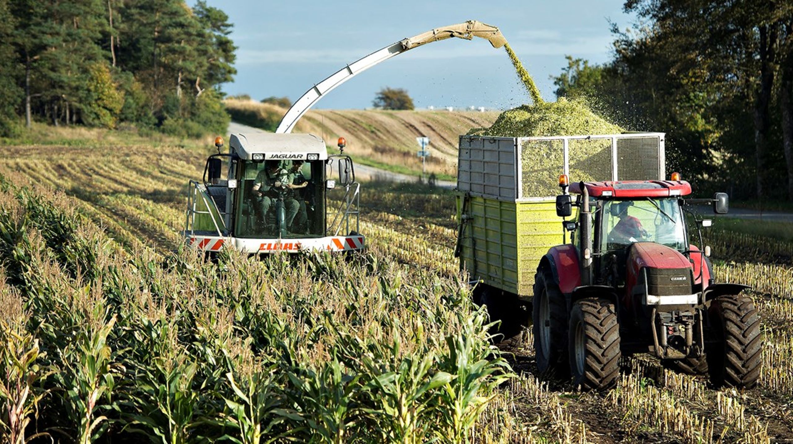 Danske marker leverer planter til dyr som denne majsmark til kvægfoder. Men danske kikærter og hestebønner skal også ind&nbsp;i de danske køkkener og slå importerede linser og bønner af banen, skriver&nbsp;Torben Hansen.