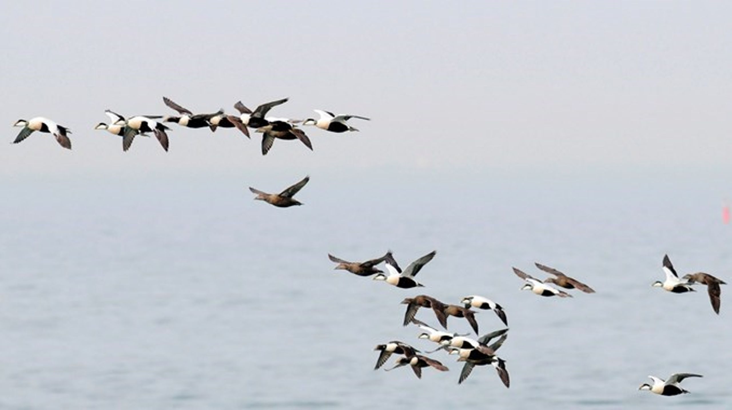 Miljøministeren har, på trods af EU's henvendelse om stop for jagt på edder­fugle, bevaret jagten, selvom der ikke er indgået en international aftale, der sikrer, at jagten kan foregå, så den samlede bestand af edderfugle går frem, skriver&nbsp;Søren Wium-Andersen.