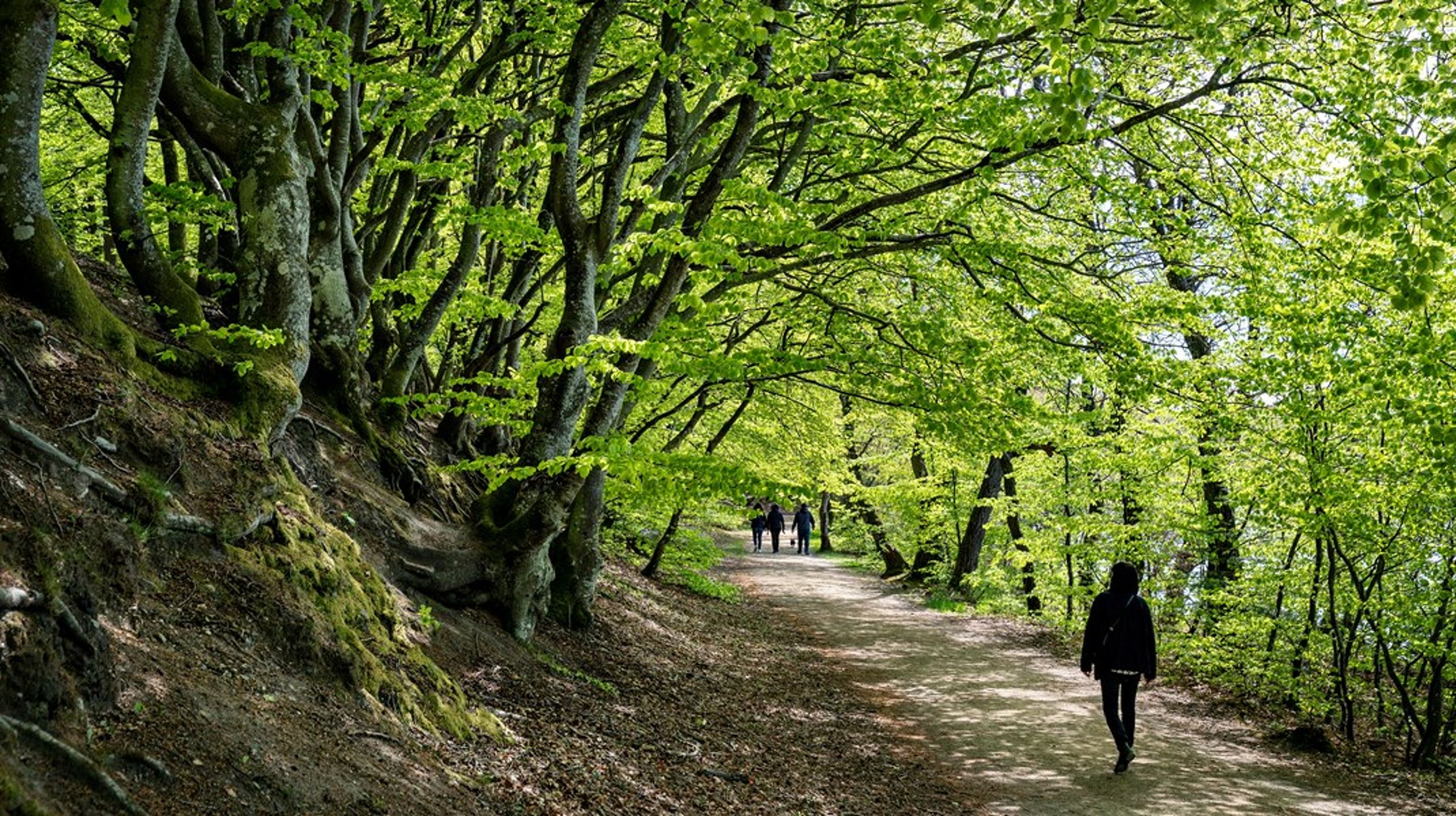Naturstyrelsen følger de samme regler som de private lodsejere, skriver&nbsp;Mads Jensen fra Naturstyrelsen.