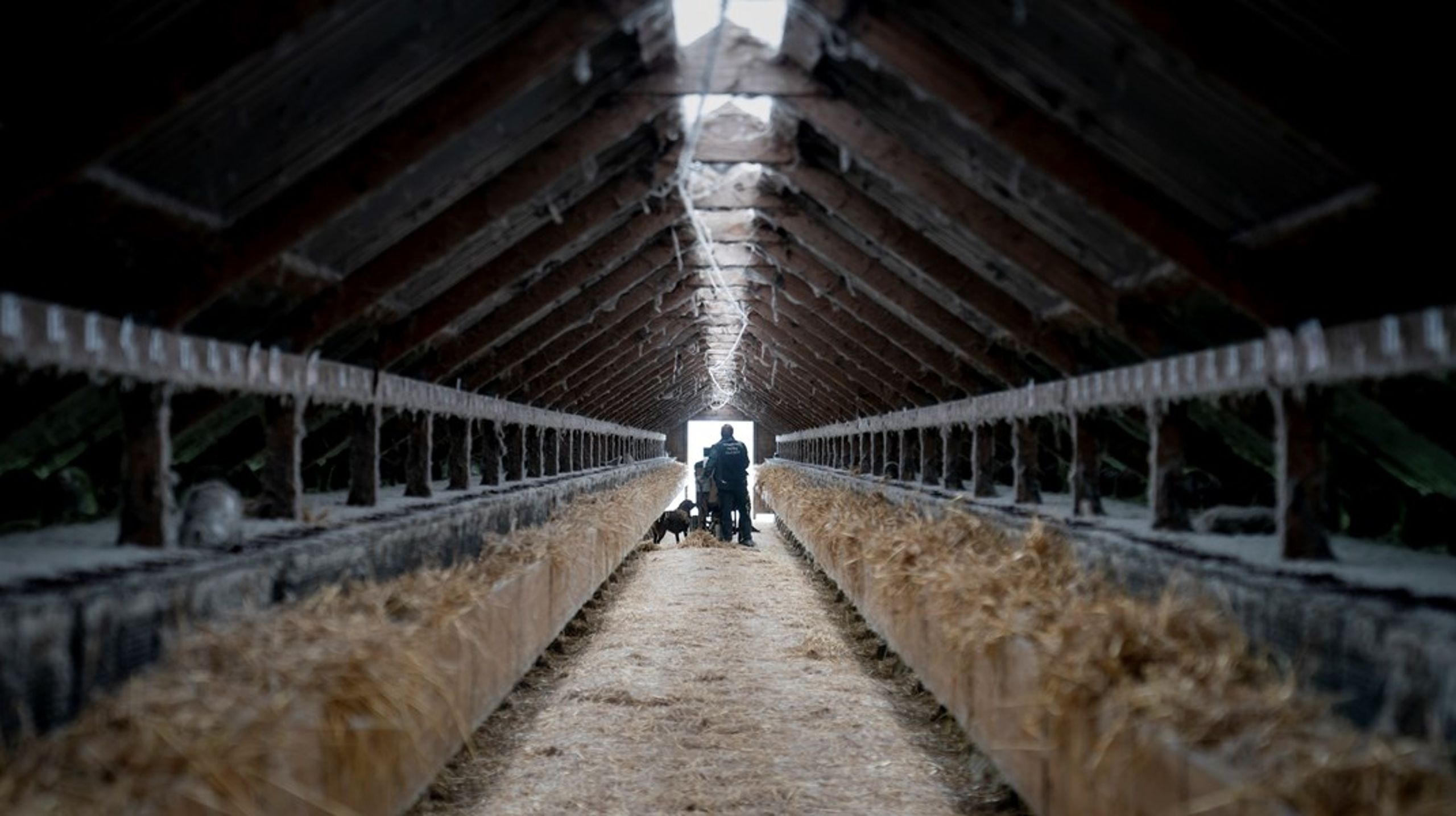 Både bemanding, infrastruktur og forskningsmiljø skal styrkes i det veterinære beredskab skriver forskere og ledere fra KU og SSI.&nbsp;