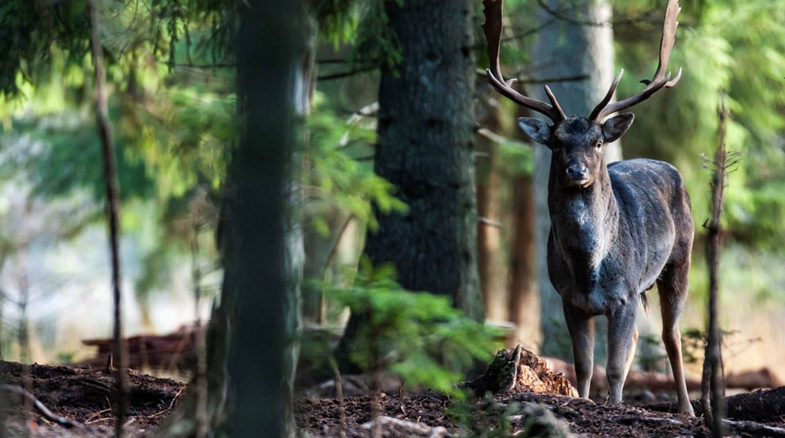 Der er et behov for, at vi mennesker giver naturen et frirum. Derfor bør der kun være&nbsp;færdsel til fods på stierne i de nye naturnationalparker, skriver&nbsp;Brian Gade Larsen og Lone Ildved. Dåhjort fra Kongernes Nordsjælland.