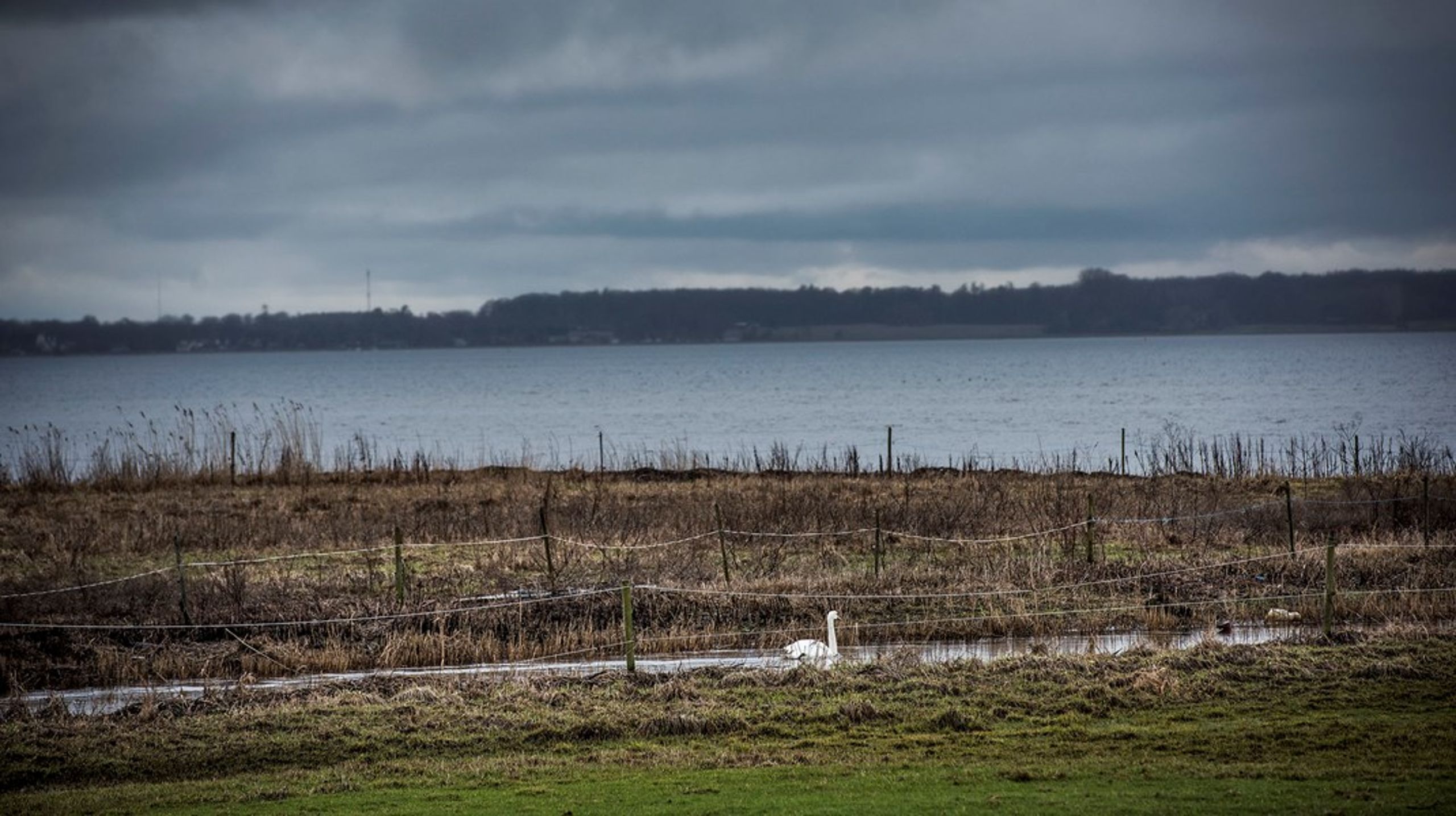Drop ensidige fokus på kvælstof til fordel for en helhedsorienteret tilgang baseret på en forståelse af den enkelte fjords udfordringer, skriver&nbsp;Marie Østergaard og Anders Panum Jensen. Her&nbsp;Roskilde Fjord ved udløbet af Havelse Å.