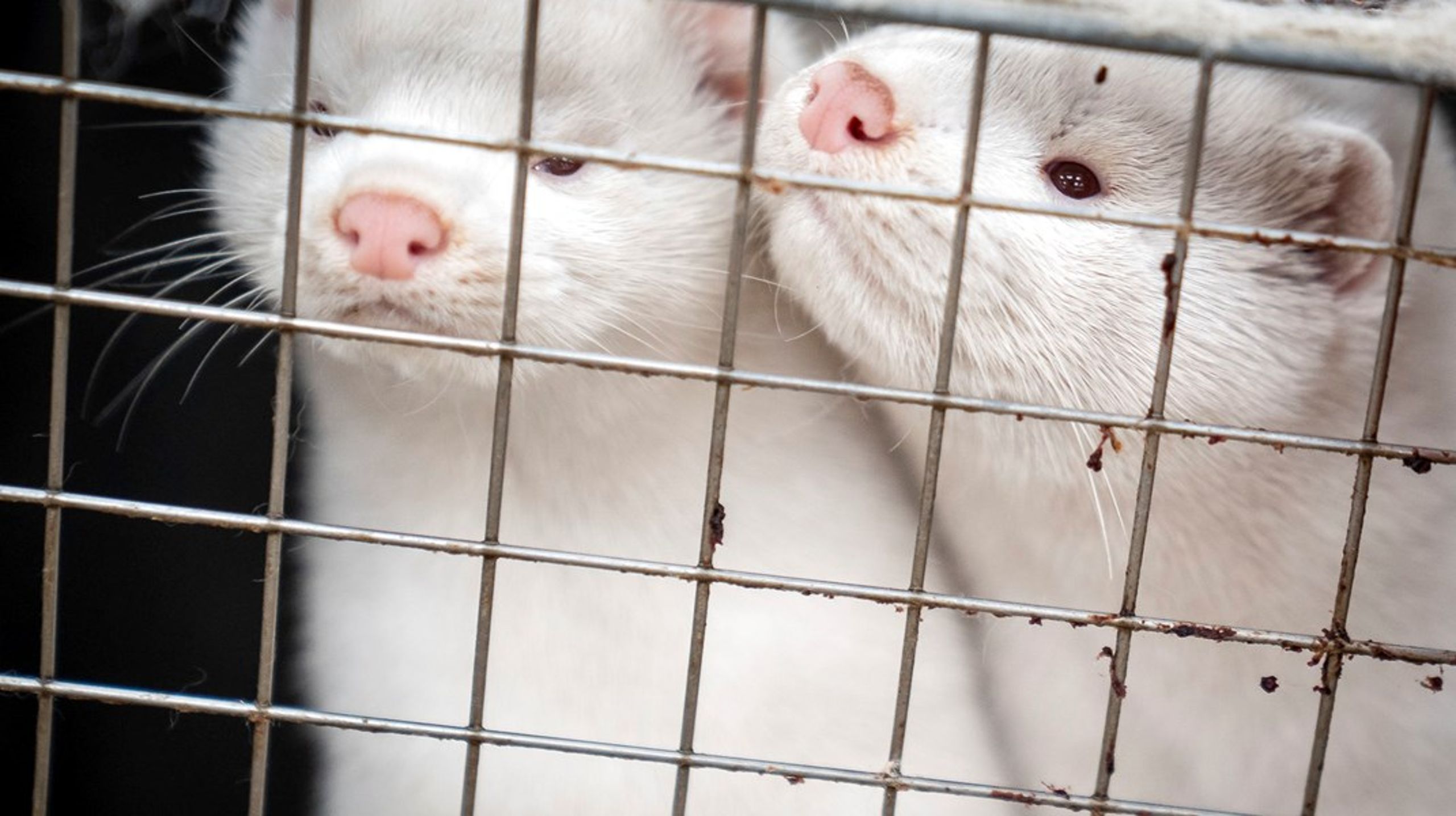 Under minkaflivningerne måtte vi konstatere, at Fødevarestyrelsens mandskab blev presset til det yderste, skriver Hanne Larsen.