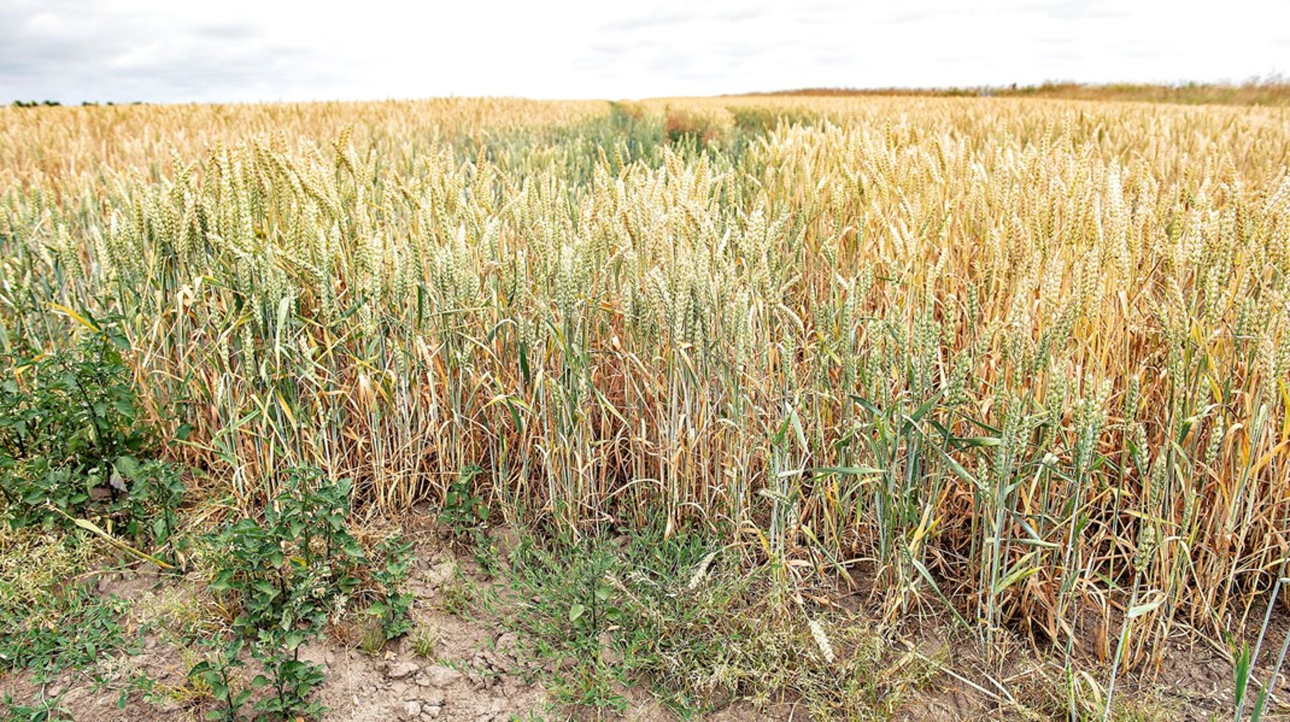 Klimaforandringerne handler ikke bare om, at det bliver varmere. De handler om ændrede nedbørsmønstre og om helt nye svampesygdomme og skadedyr, skriver&nbsp;Thor Gunnar Kofoed.