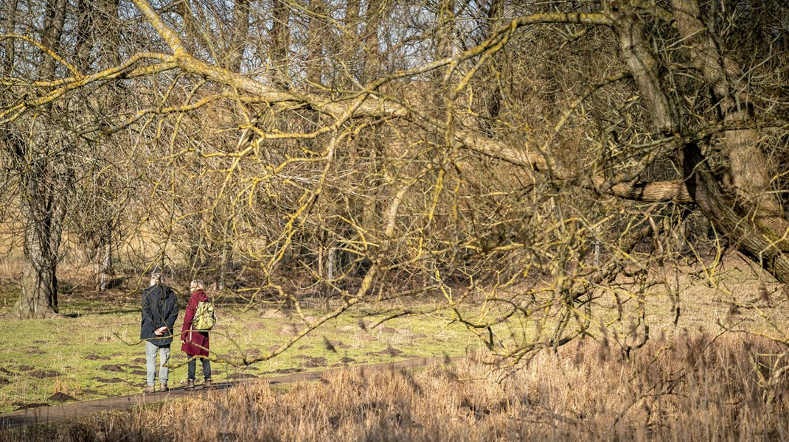 Danmarks begrænsede naturareal skal omfavne alle hensyn - både natur, friluft og klima, skriver Jørgen Nimb Lassen.