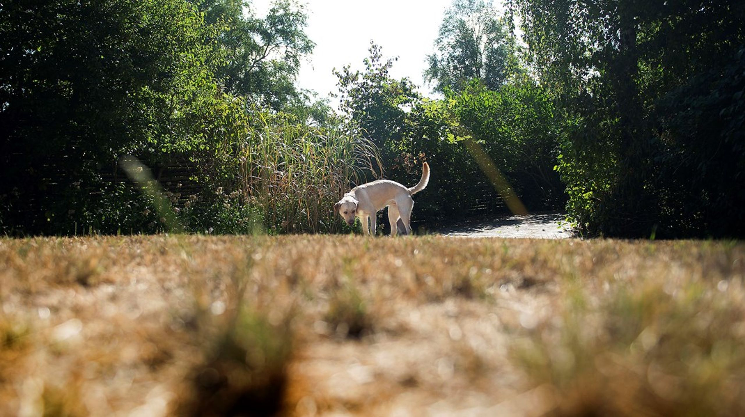 Nordhavn rummer muligheden for at kunne blive et fantastisk åbent område med plads til både naturpark og idræt, skriver Nordhavns Naturvenner.