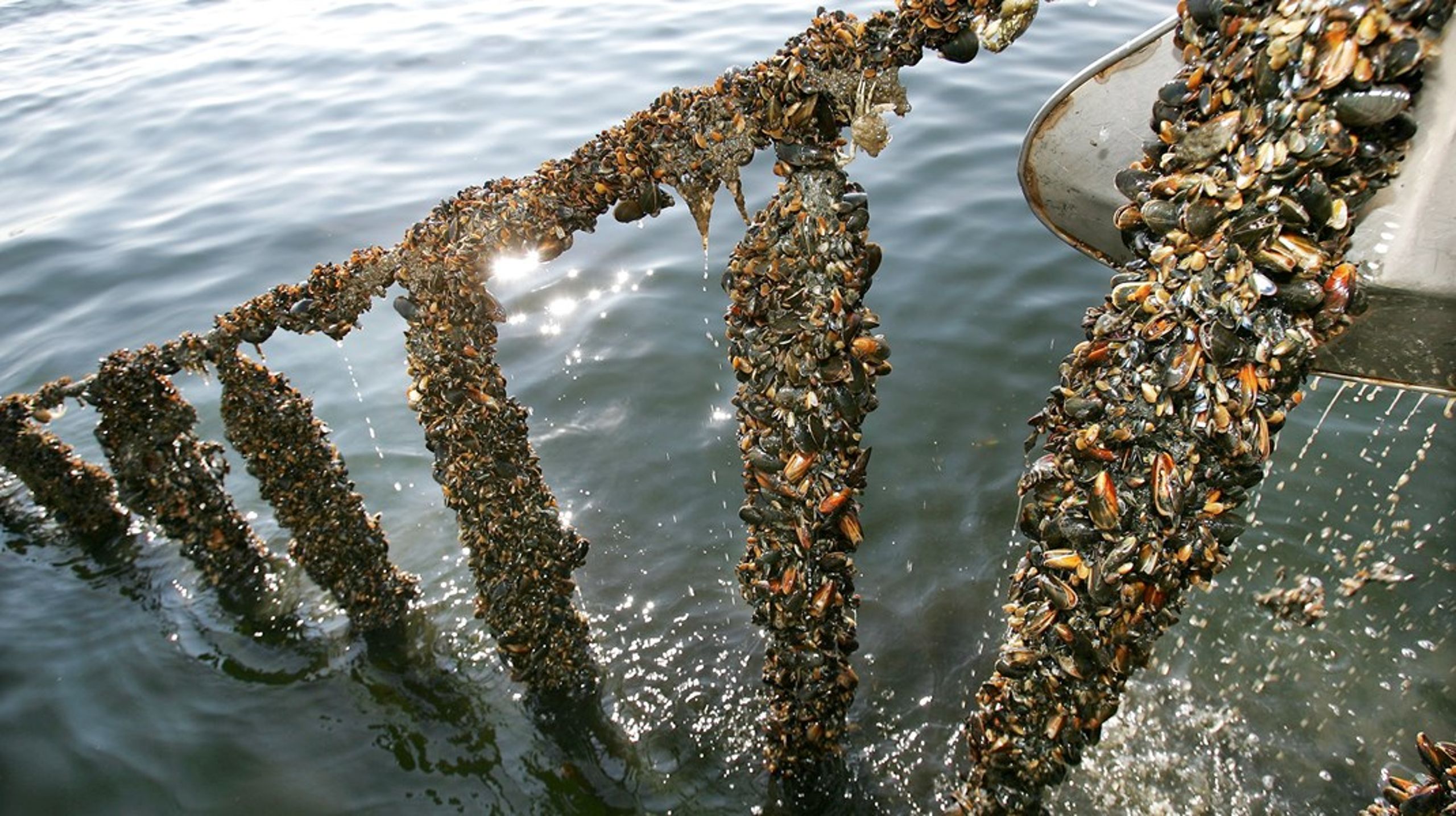 I kystnære områder eller i beskyttede områder skal der være fokus på akvakultur, der tilbyder miljøforbedringer, som eksempelvis muslinger, der også er god klimamad, skriver&nbsp;Brian Thomsen.