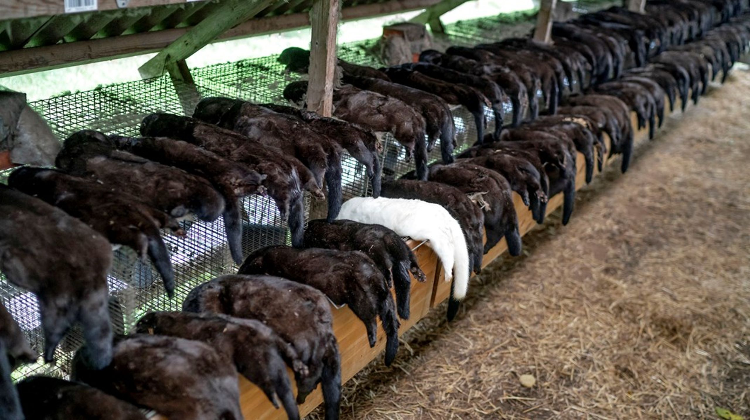 Alle mink blev beordret aflivet på grund af frygt for en muteret coronavirus, der kunne stå i vejen for en vaccine.