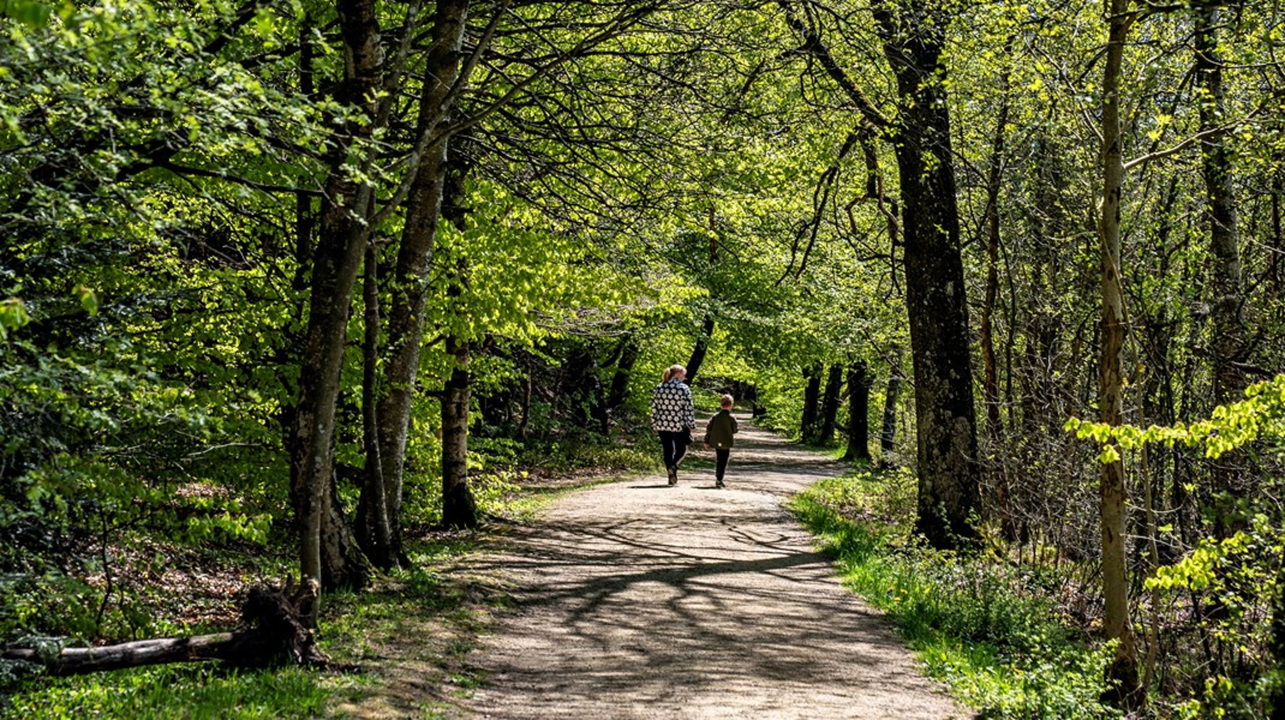 Vi skal bevare suverænitet over de danske skove, skriver Jan Søndergaard.&nbsp;