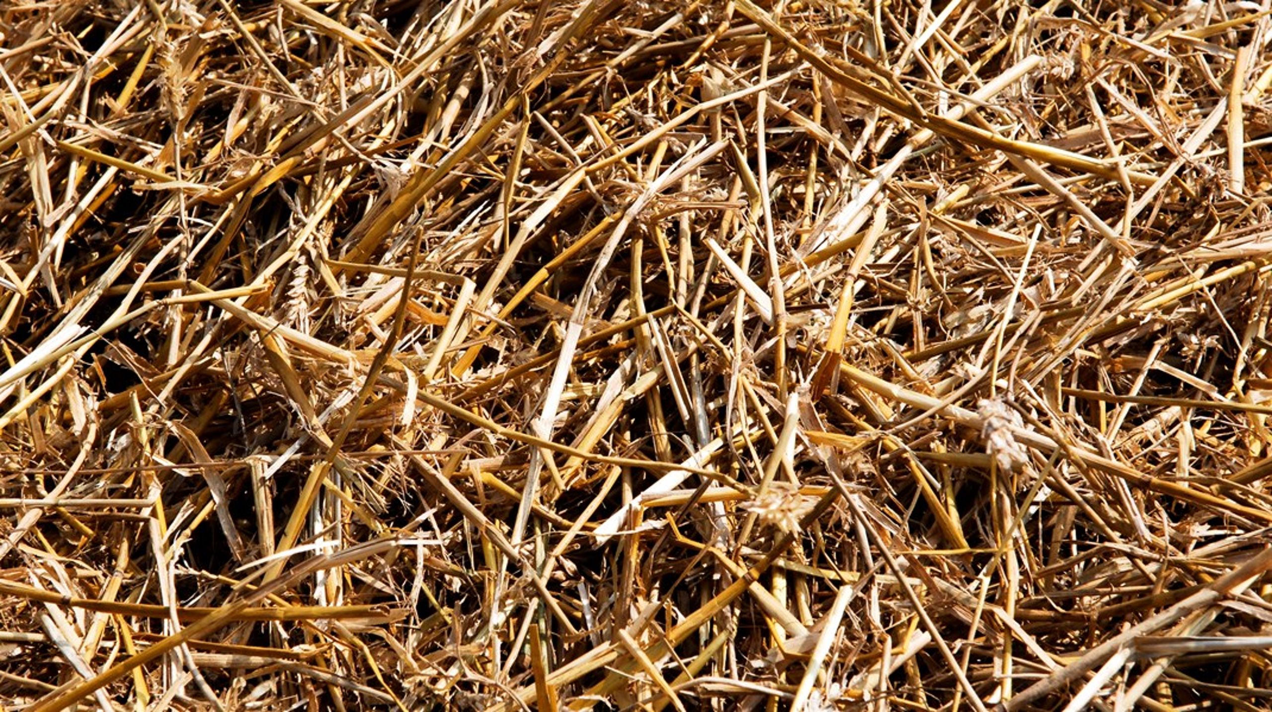 Vi får brug for biomasse til at sikre stabile energiforsyninger i fremtiden, skriver Jens-Ole Aagaard Jensen.