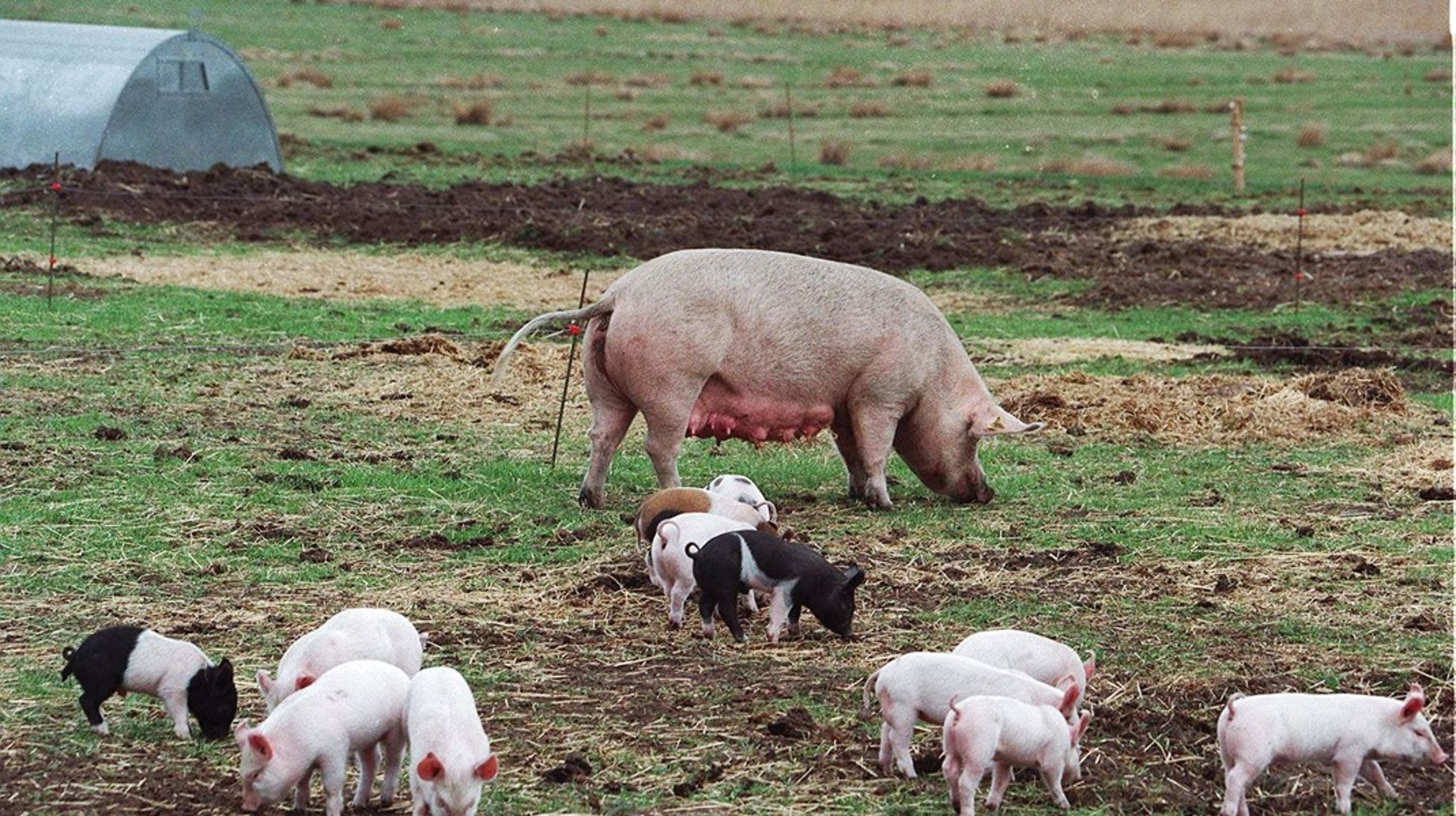 Hvis vi skal sænke udledningen af CO2, kommer vi ikke udenom at reducere den&nbsp;animalske produktion, skriver Alexandra O’Sullivan Freltoft.