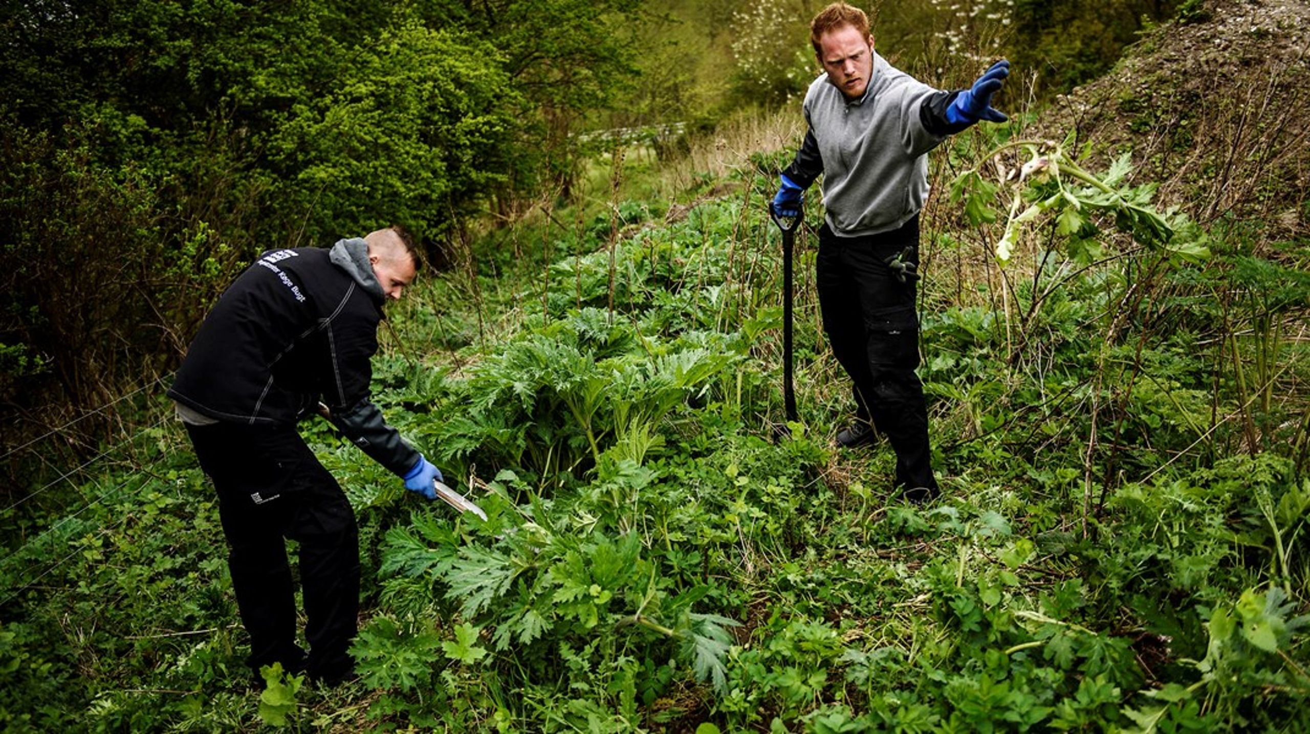 Et flertal af kandidaterne i Altingets kandidattest vil sende ledige i nyttejob så hurtigt som muligt. Det kan for eksempel være at holde parker og strande rene, samle skrald og andre serviceopgaver.&nbsp;