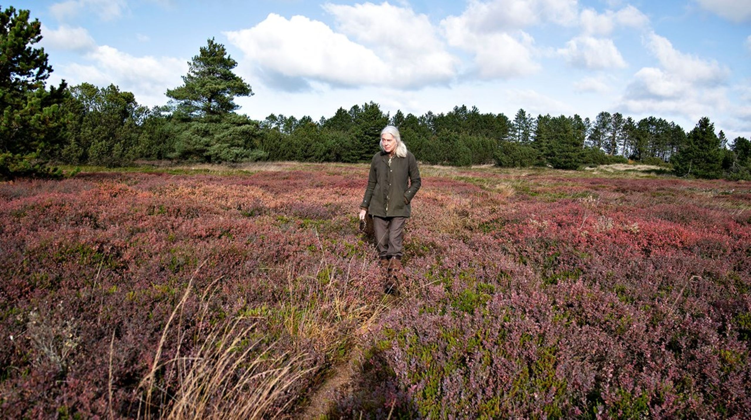 Heder og overdrev er i dag nogle af de mest truede naturtyper i Europa, skriver Jesper Bak.<br>