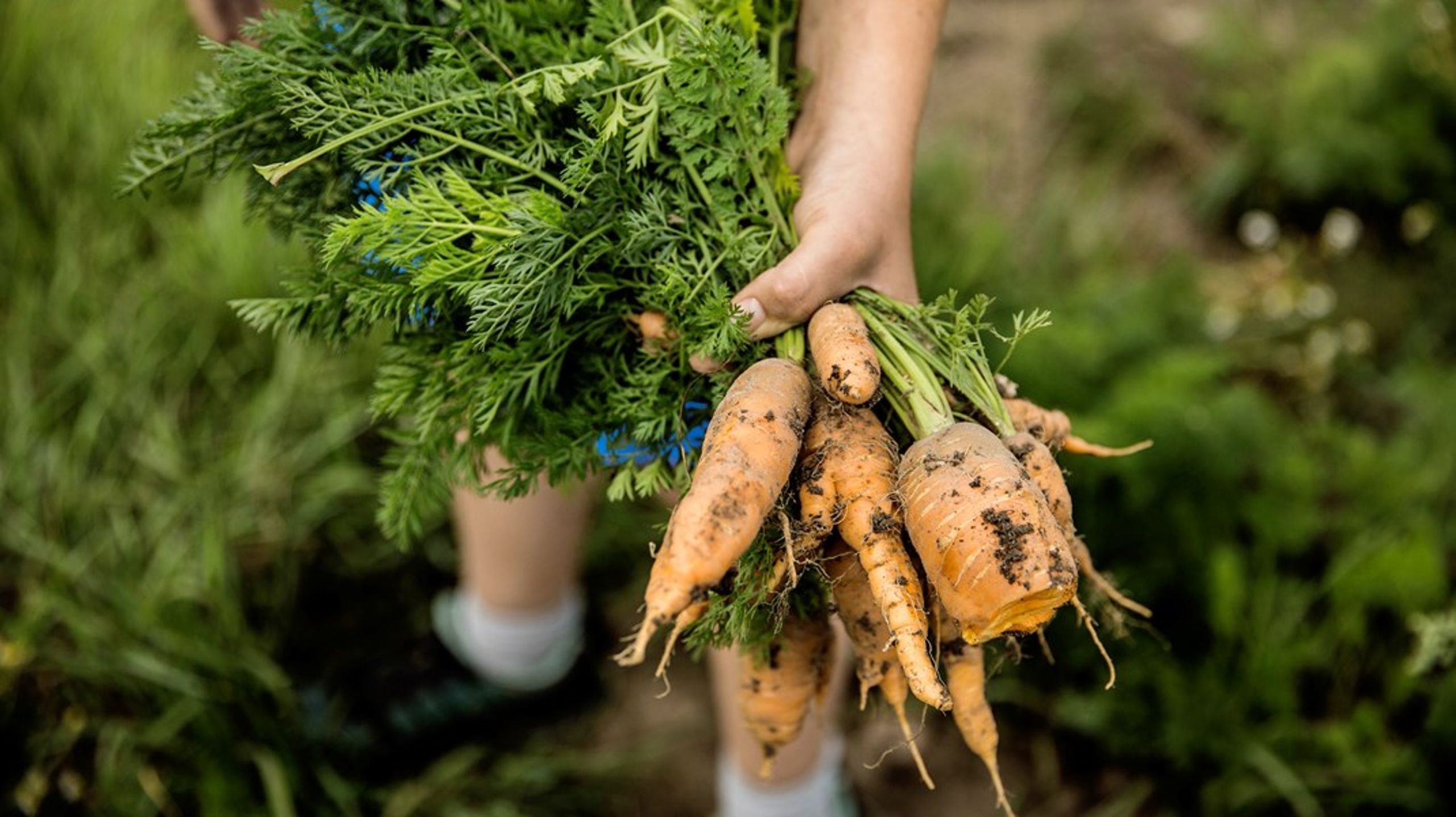 Danmark bør stadig dyrke noget landbrug i stor skala, men skal i højere grad gøre det muligt for nye landbrugere at starte småt uden at skulle stifte stor gæld, mener&nbsp;Adam Holst Hoffbeck og Jakob Aandstad Sørensen.<br>