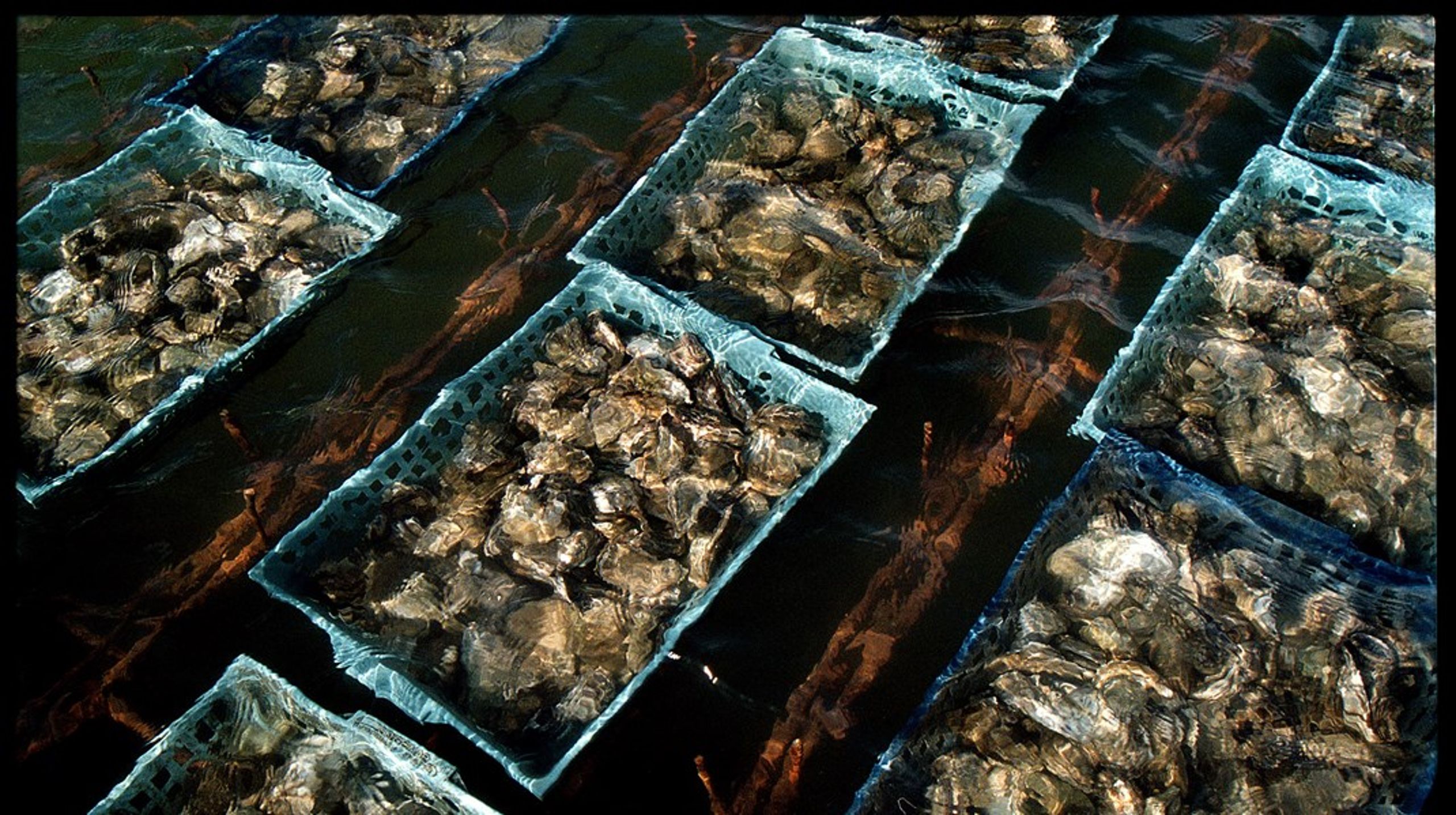 Et EU-ekspertpanel anbefaler, at EU’s akvatiske produktion bør fordobles inden 2030, og derfor bør der gives mere plads til at dyrke muslinger og fisk i Danmark, skriver Brian Thomsen, direktør for Dansk Akvakultur. Foto: Søren Bidstrup/Ritzau Scanpix