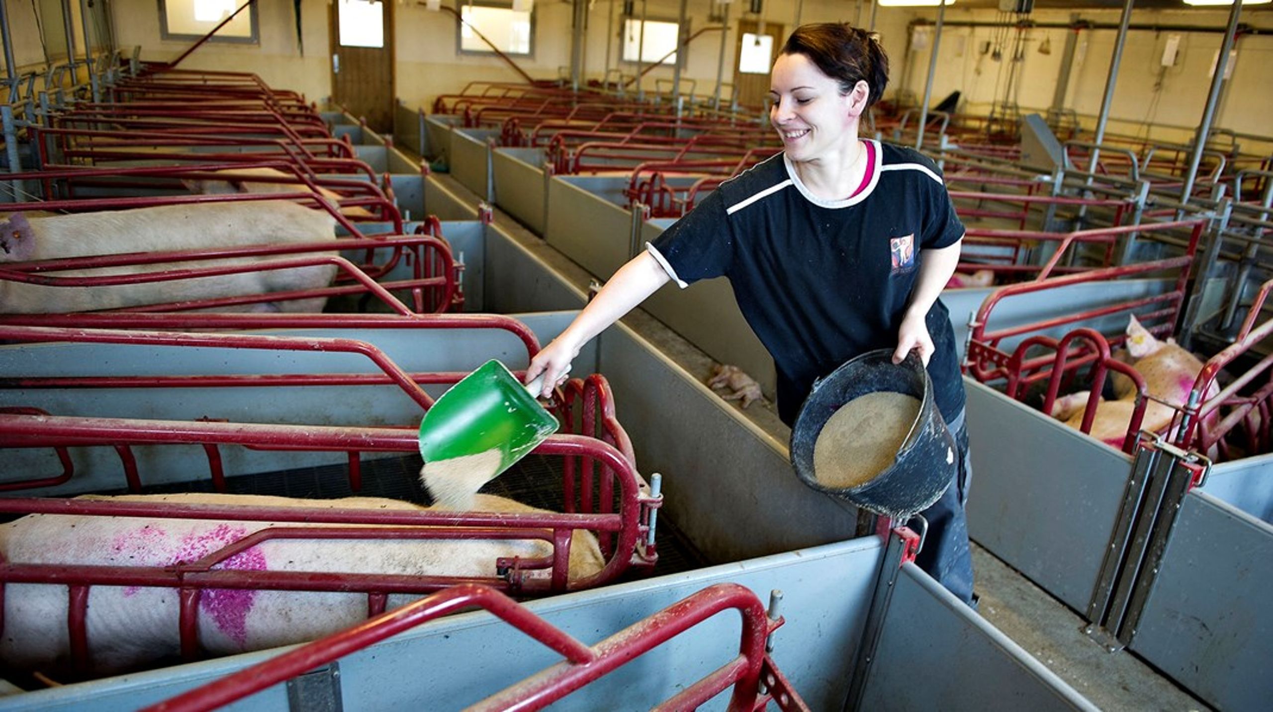 Østeuropæiske medarbejdere fra ikke mindst Rumænien og Ukraine er en vigtig arbejdskraft i dansk landbrug. Det kan komme være en fordel for flygtninge fra Ukraine, vurderer Landbrug og Fødevarer.