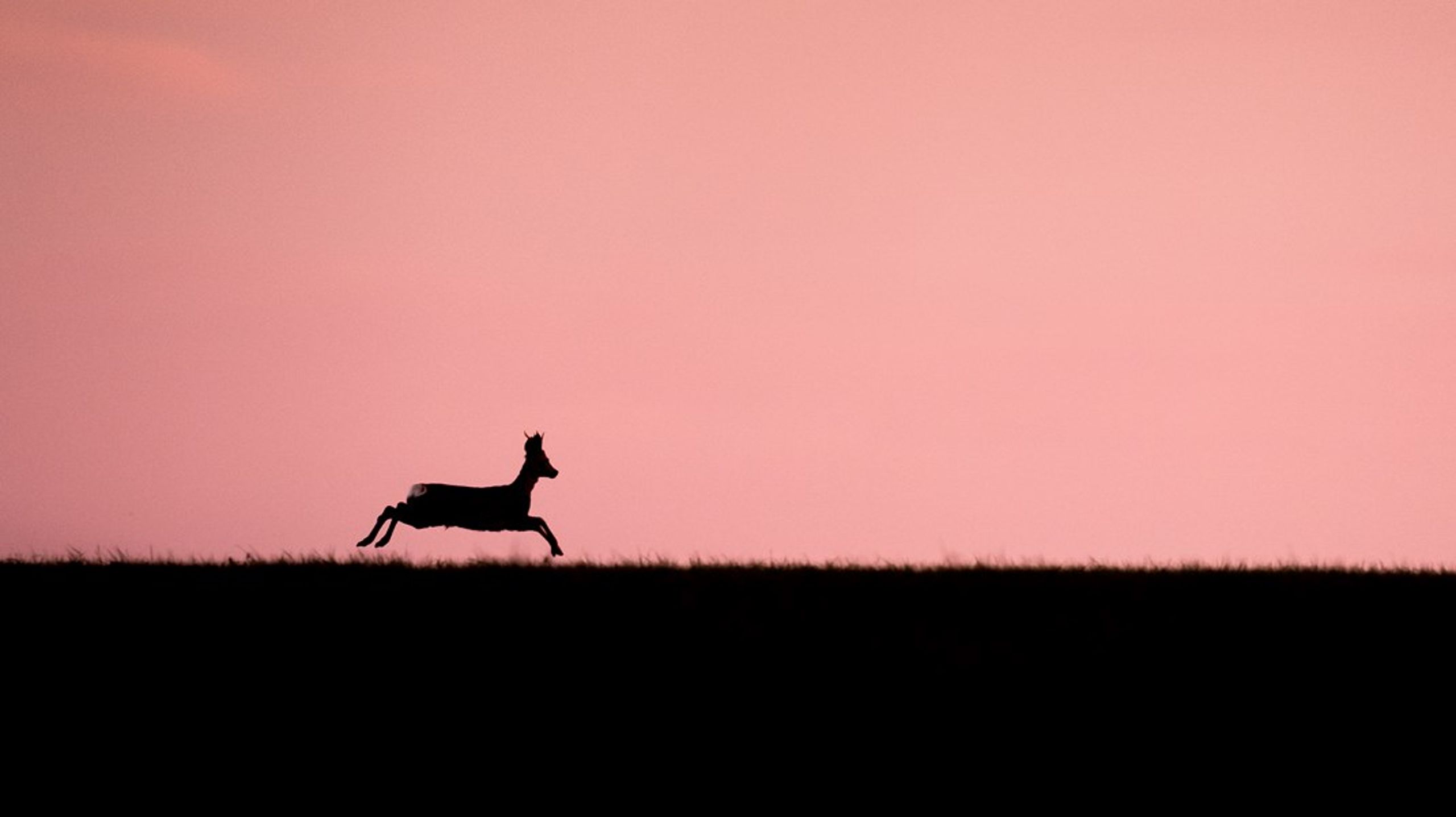Generelt har vi som mennesker nemlig ansvar for at reducere risikoen for at påføre dyr lidelser igennem vores aktiviteter, uanset om de er under hegn eller ej, skriver Bo Håkansson.