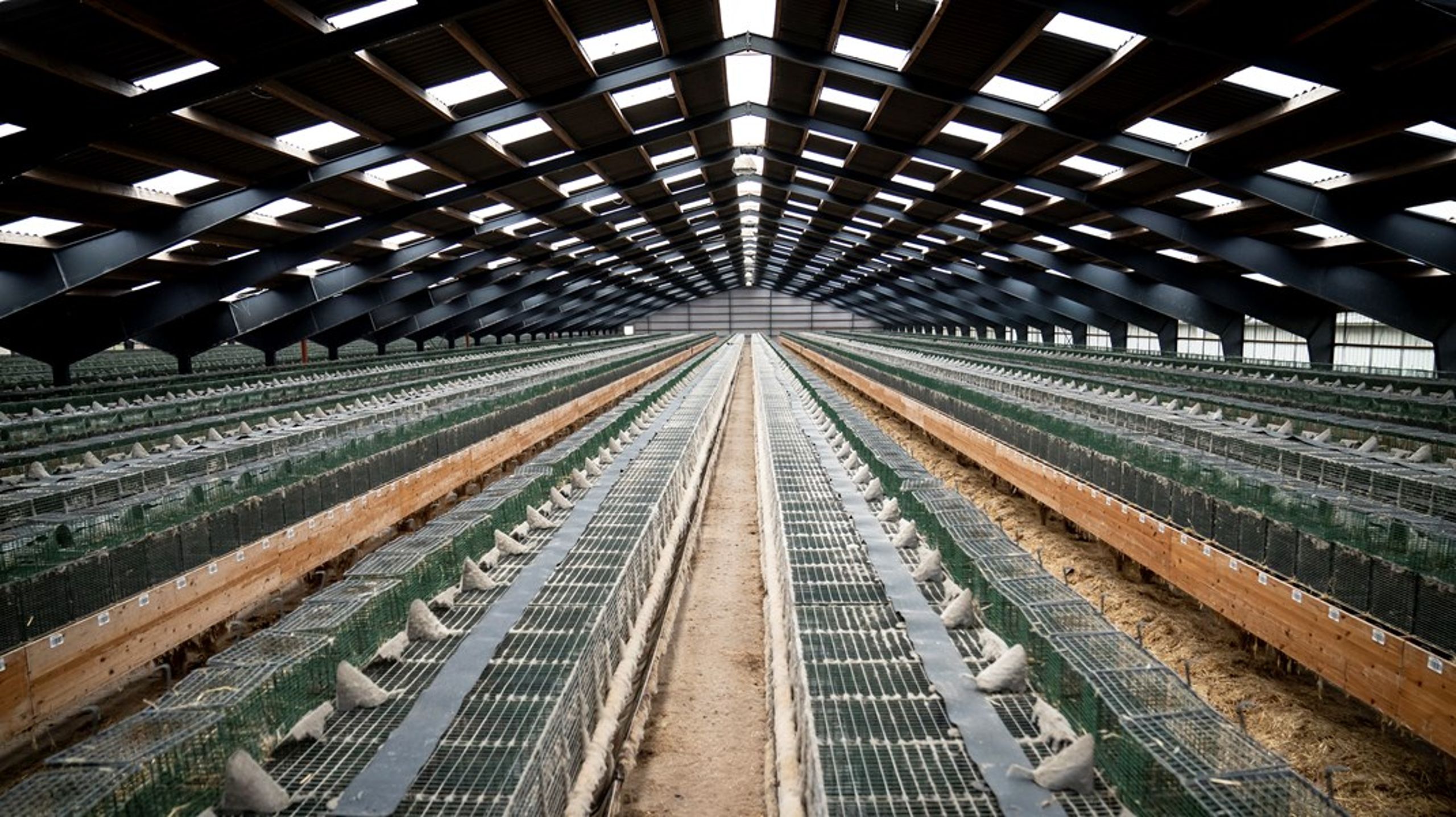 15 minkavlere har valgt at søge om dvalekompensation og dermed holde liv i håbet om, at de igen en dag kan slå dørene op til deres respektive minkfarme.