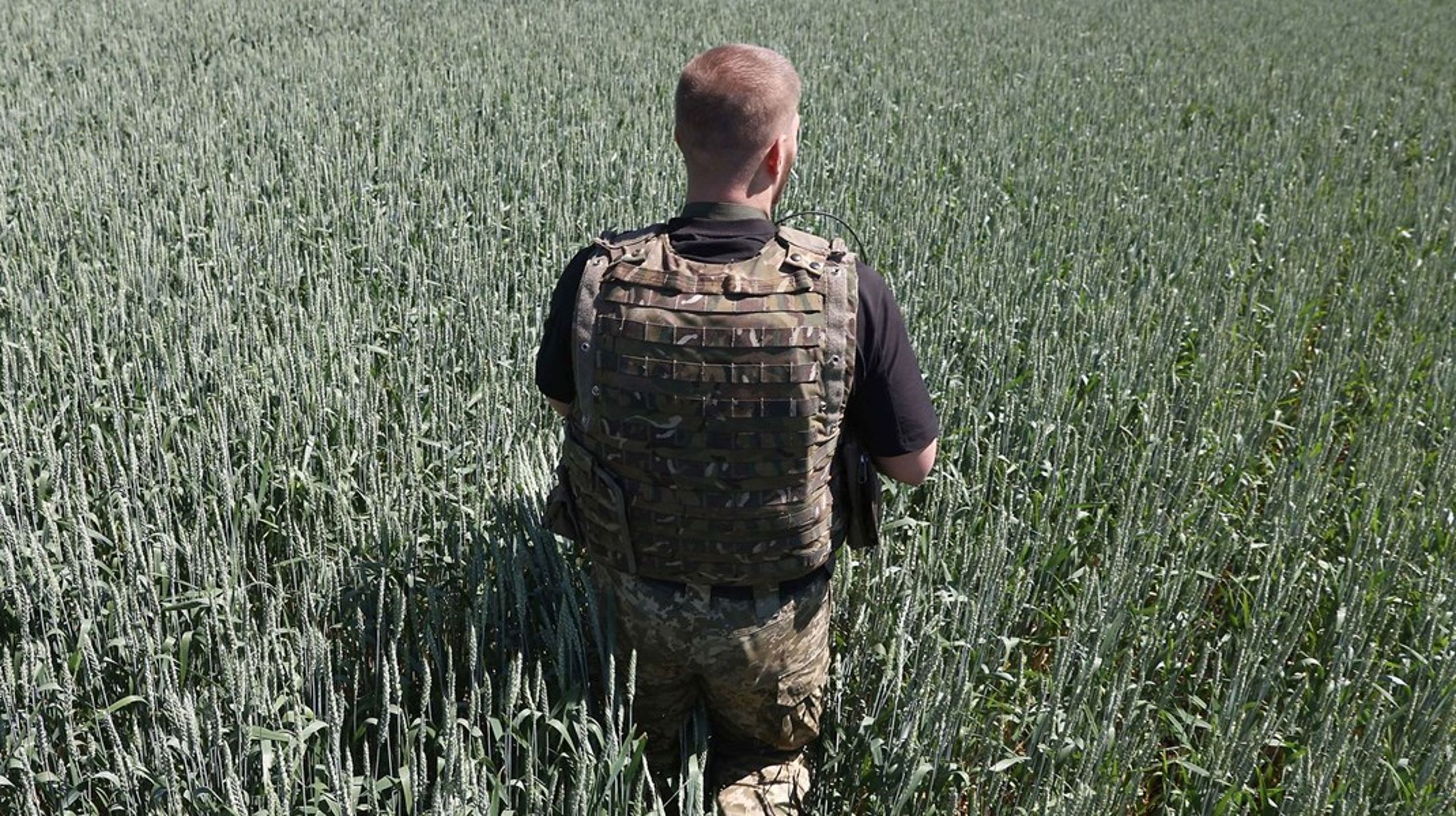 Ukraine og Rusland leverer tilsammen&nbsp;mere end en tredjedel af den hvede, der importeres af 45 udviklingslande. Krigen i Ukraine risikerer derfor at udgøre en trussel mod fødevarersikkerheden. Foto: Ukraine, juni, 2022.