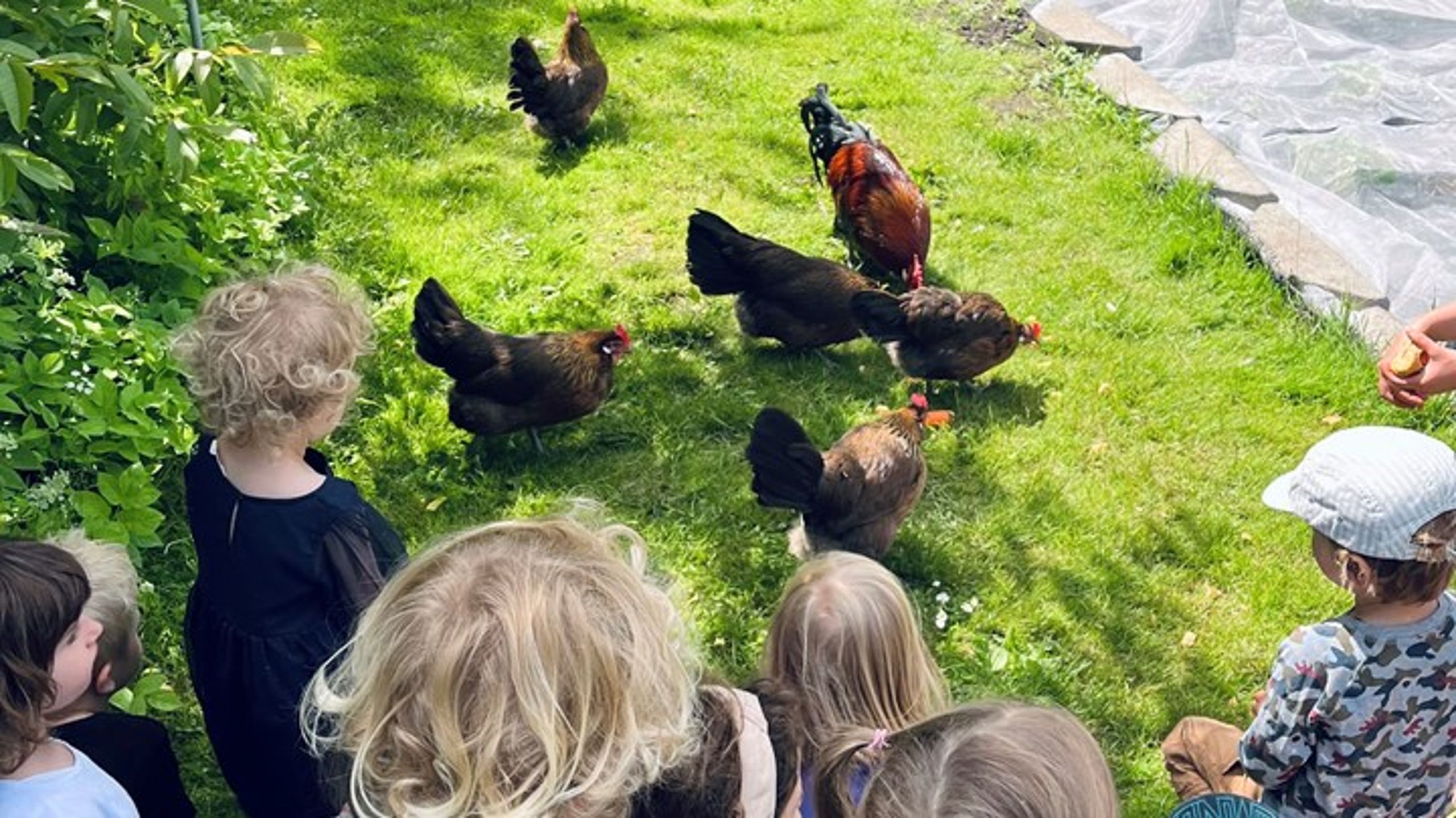 De Glade Rødder søgte en flerårig 
driftsbevilling i forbindelse med årets budget. De 600.000 kroner, som skolehaven ikke er blevet 
tildelt, havde holdt haven kørende i hele 2023.<br>