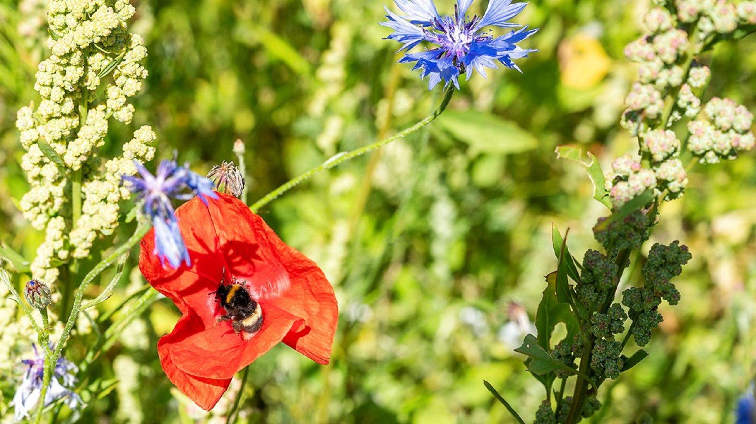 Det er vigtigt, at vi også&nbsp;giver naturen plads, der hvor vi dyrker vores mad, skriver Louise Køster.