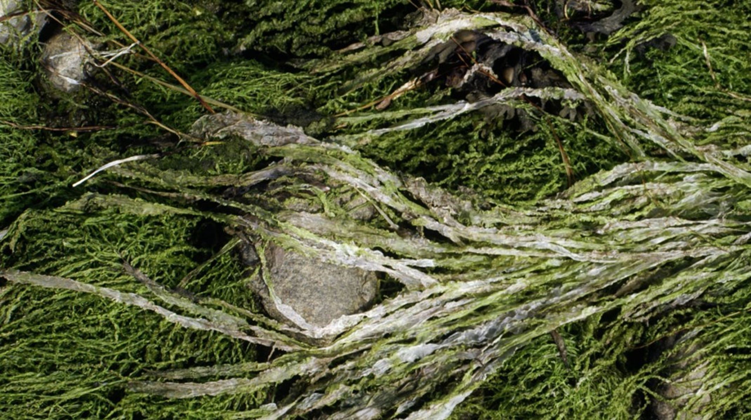 Råstoffer fjernes fra den danske havbund og ødelægger den omkringboende natur. Det skal der rettes op på med en styrket havplan, skriver Maria Gjerding.&nbsp;