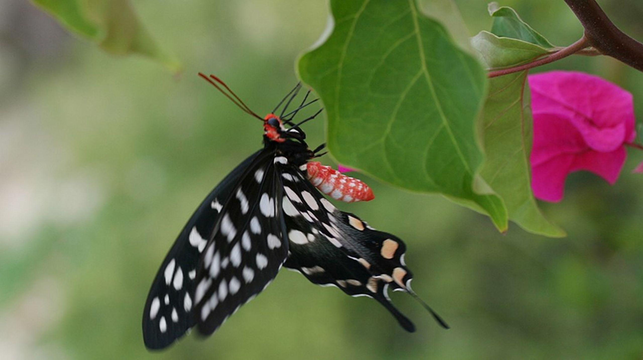 Madagaskar, der ligger ud fra Afrikas østkyst, hører til blandt nogle af klodens mest artsrige områder. Her ses øens største sommerfugl, som kun lever på Madagaskar.&nbsp;