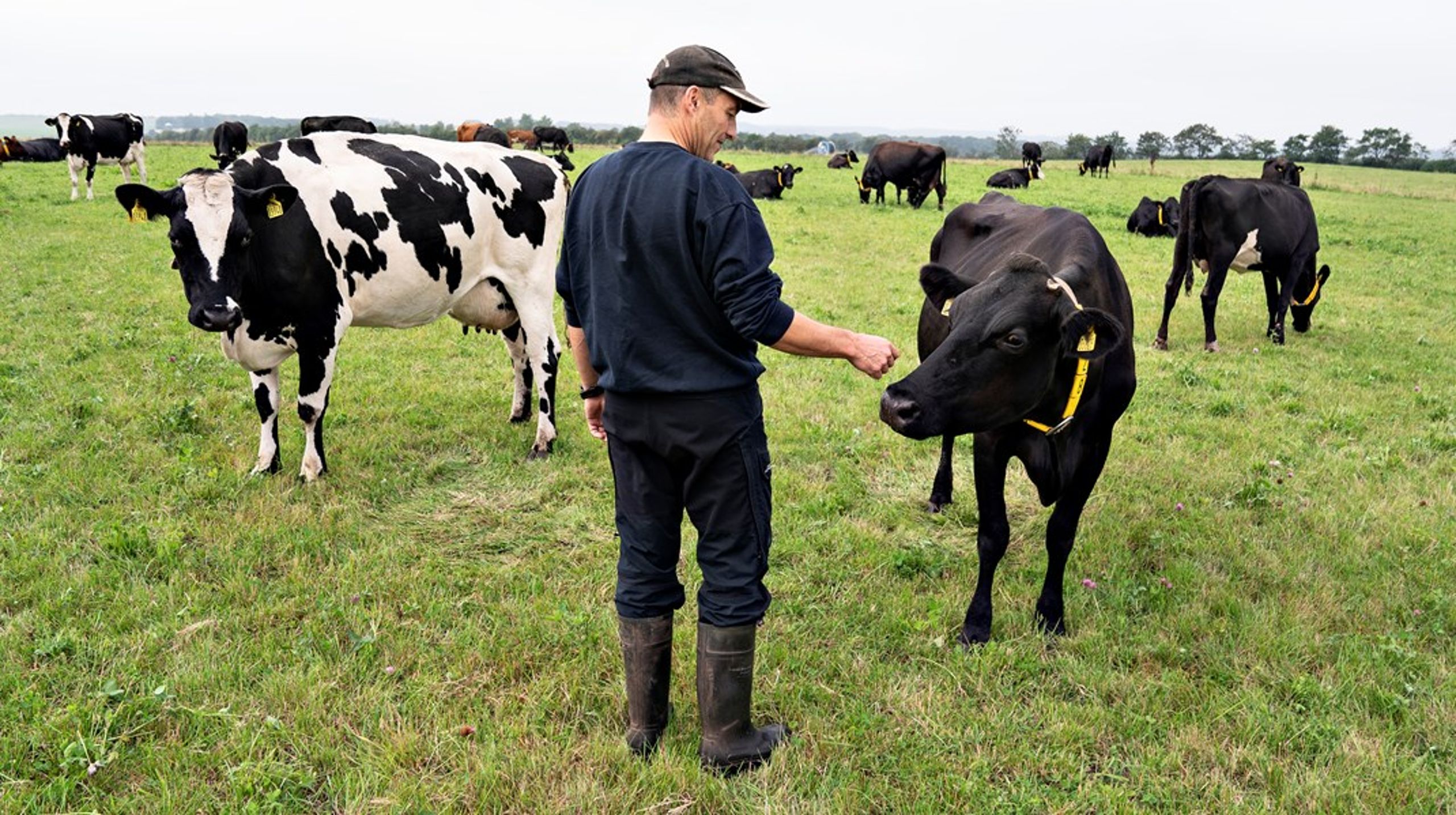 I det hele taget er debatten om CO2-afgift på landbruget præget af for småt fokus på sammenhænge og helhedstænkning, skriver&nbsp;Julie Cherono Schmidt Henriksen, der er chefkonsulent og teamleder for&nbsp;Innovationscenter for Økologisk Landbrug.