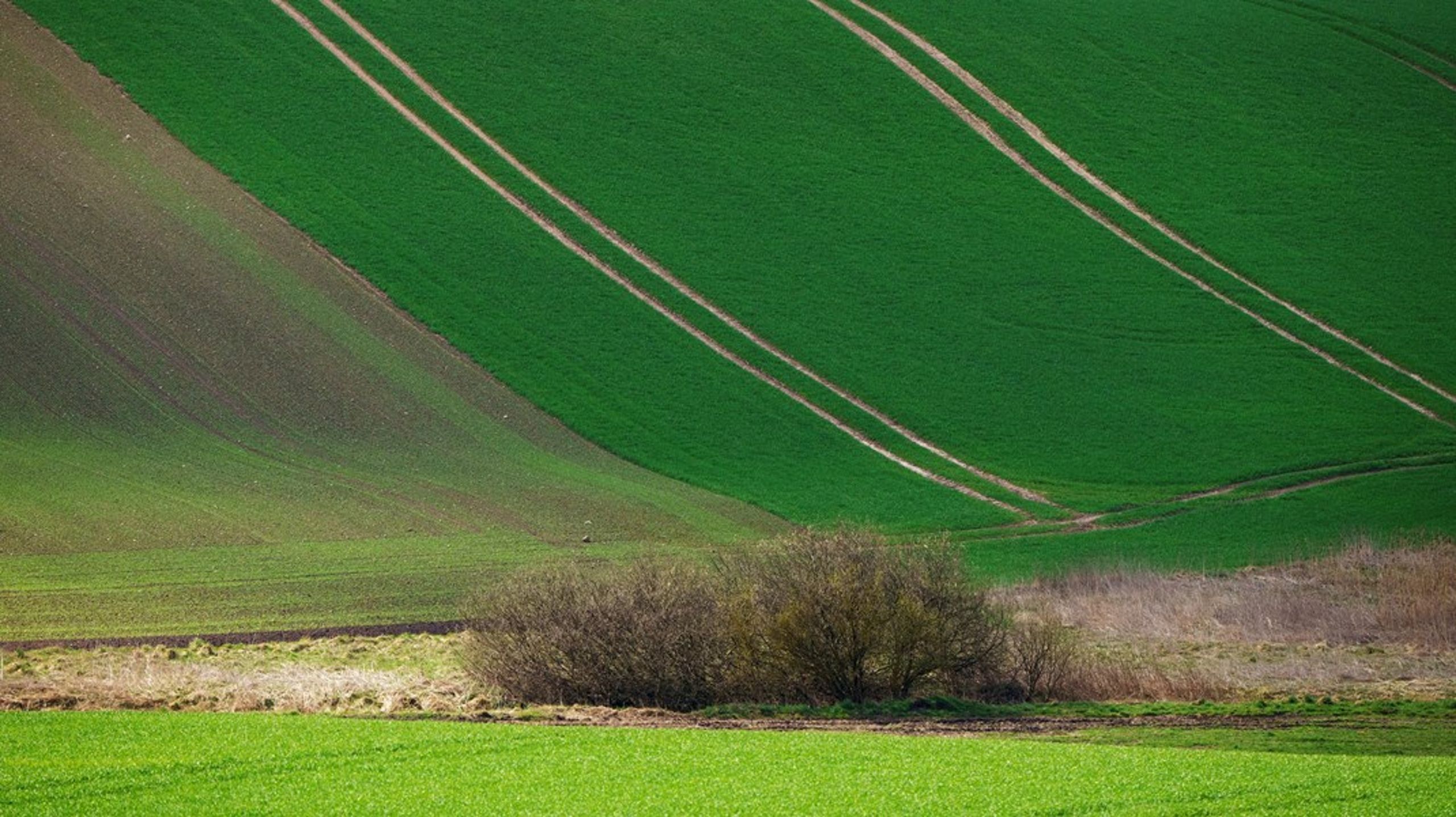 Ligesom vi honorerer fangst og lagring af CO2 for at nedbringe CO2-udledning, så bør landbruget også honoreres, når vi nedbringer Danmarks CO2-udledninger igennem&nbsp;indlejringer såsom at&nbsp;dyrke planter på vores marker, argumenterer Steen Bitsch, direktør i Vestyjllands Andel.&nbsp;
