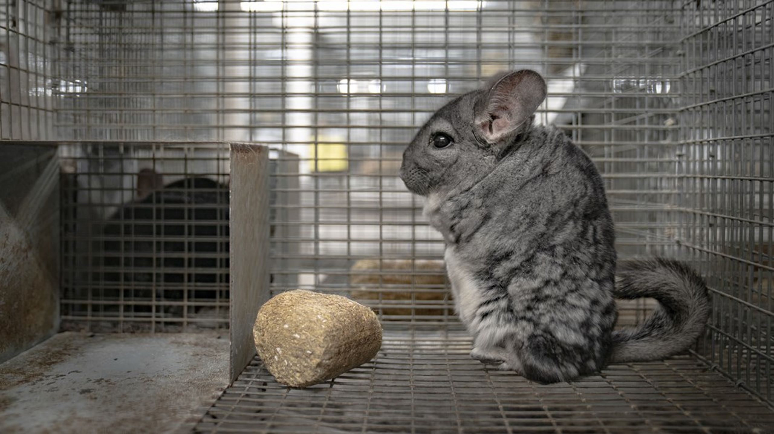 Står det til mere end 1,6 mio EU-borgere, som på ni måneder har skrevet under på den europæiske udgave af&nbsp;borgerforslag, skal scenarier som dette - chinchillaproduktion og andet pelsdyrhold forbydes i EU.